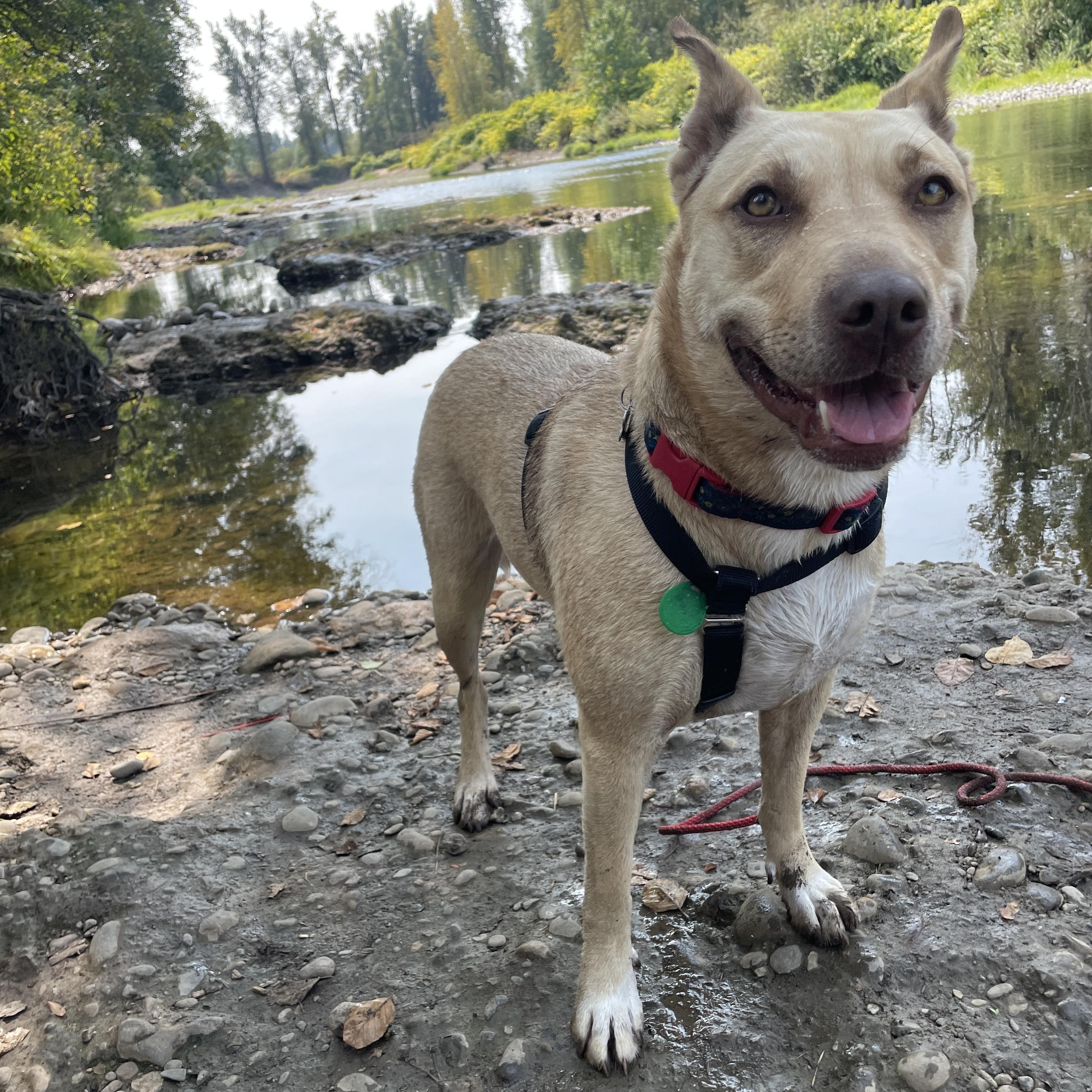 Enlarge Sydney, a Adoptable mixed breed in Lake Oswego, OR image 4/5