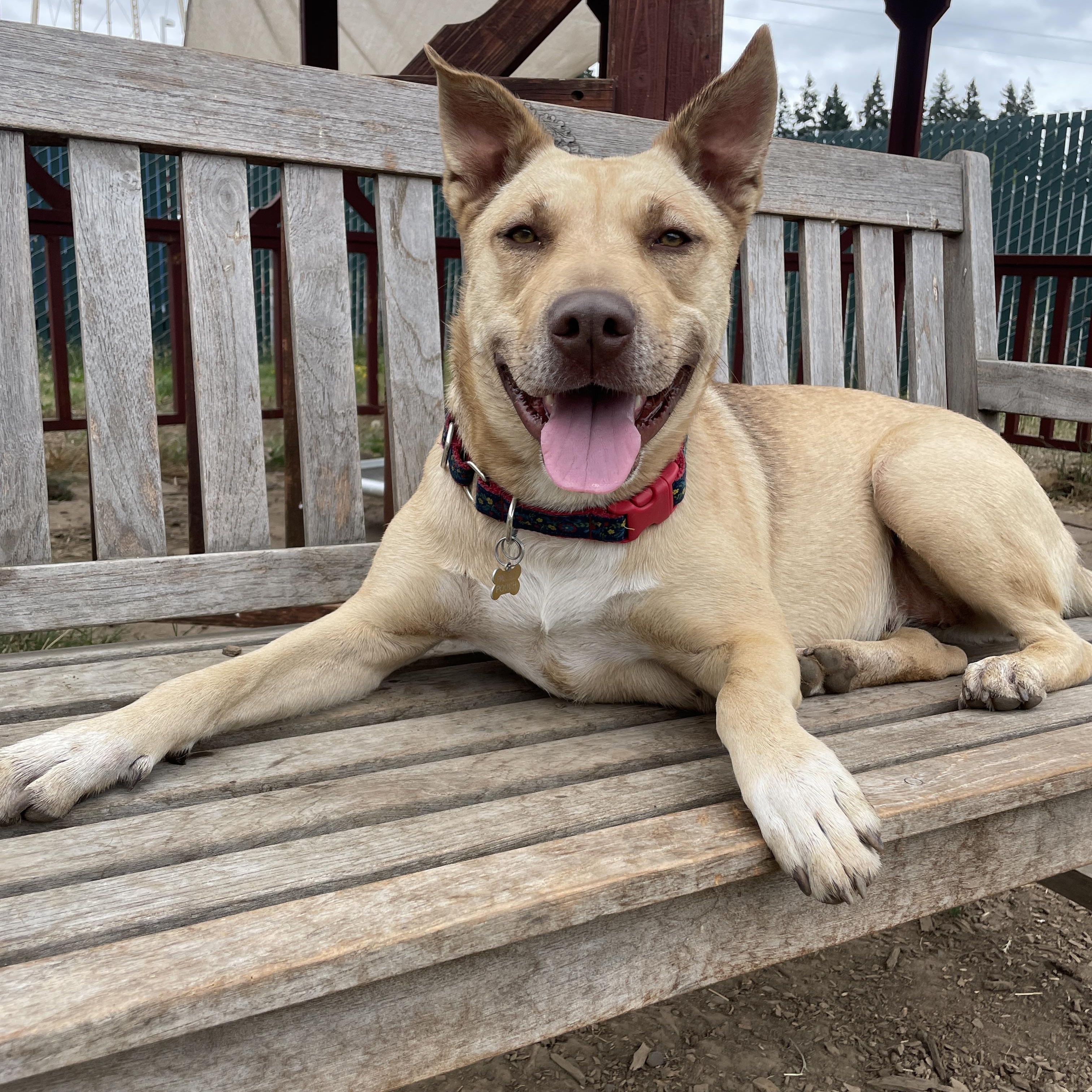 Sydney, Adoptable, Adult Female Pit Bull Terrier & Husky.
