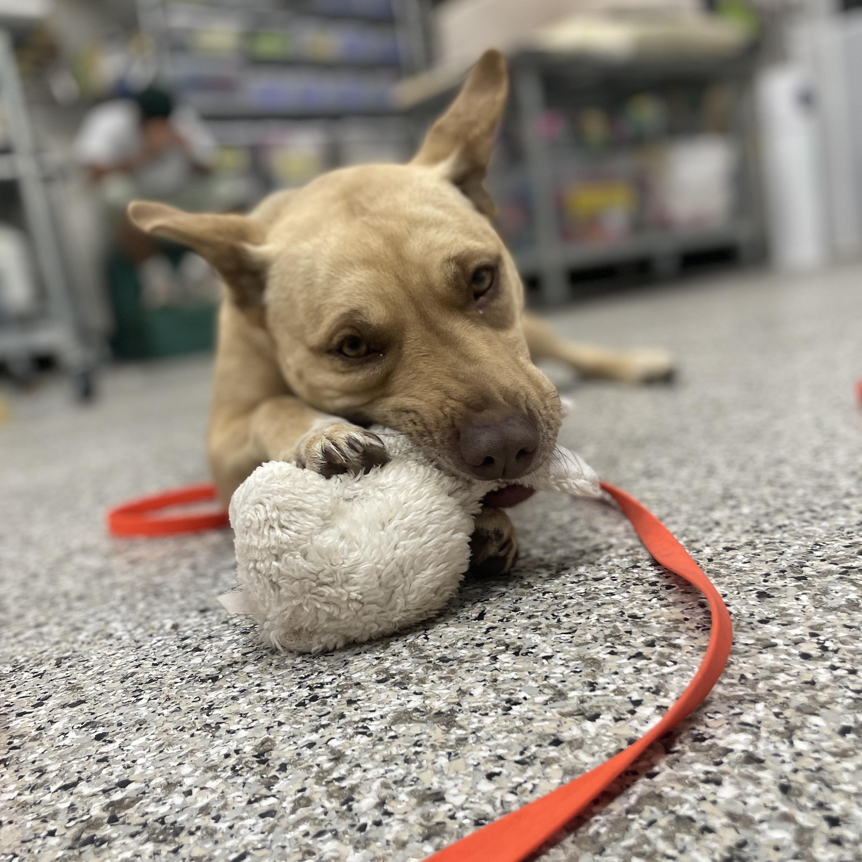 Enlarge Sydney, a Adoptable mixed breed in Lake Oswego, OR image 5/5