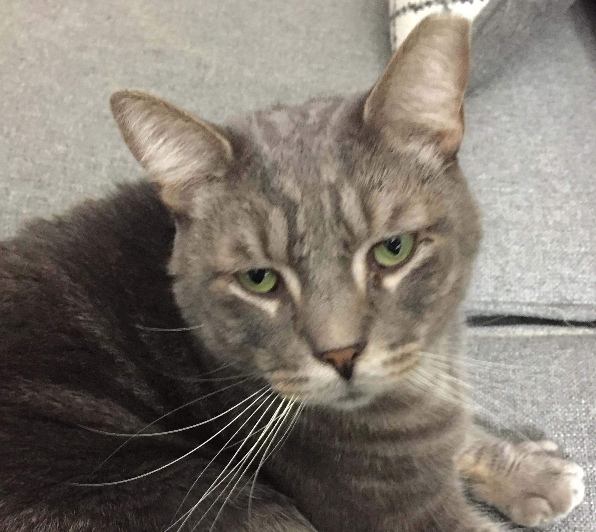Smokey Joe, Senior Male Domestic Short Hair