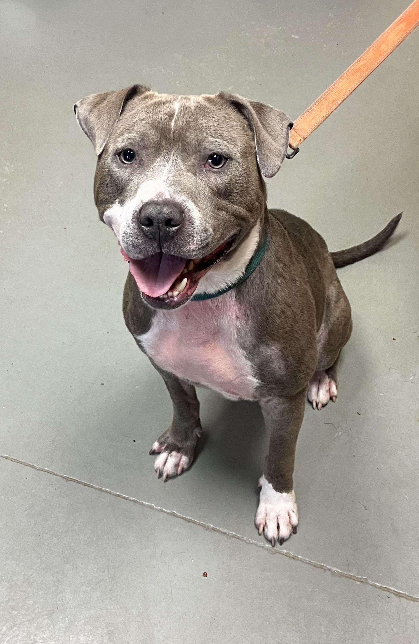 Hank, a Adopted mixed breed in Terryville, CT image 1/6