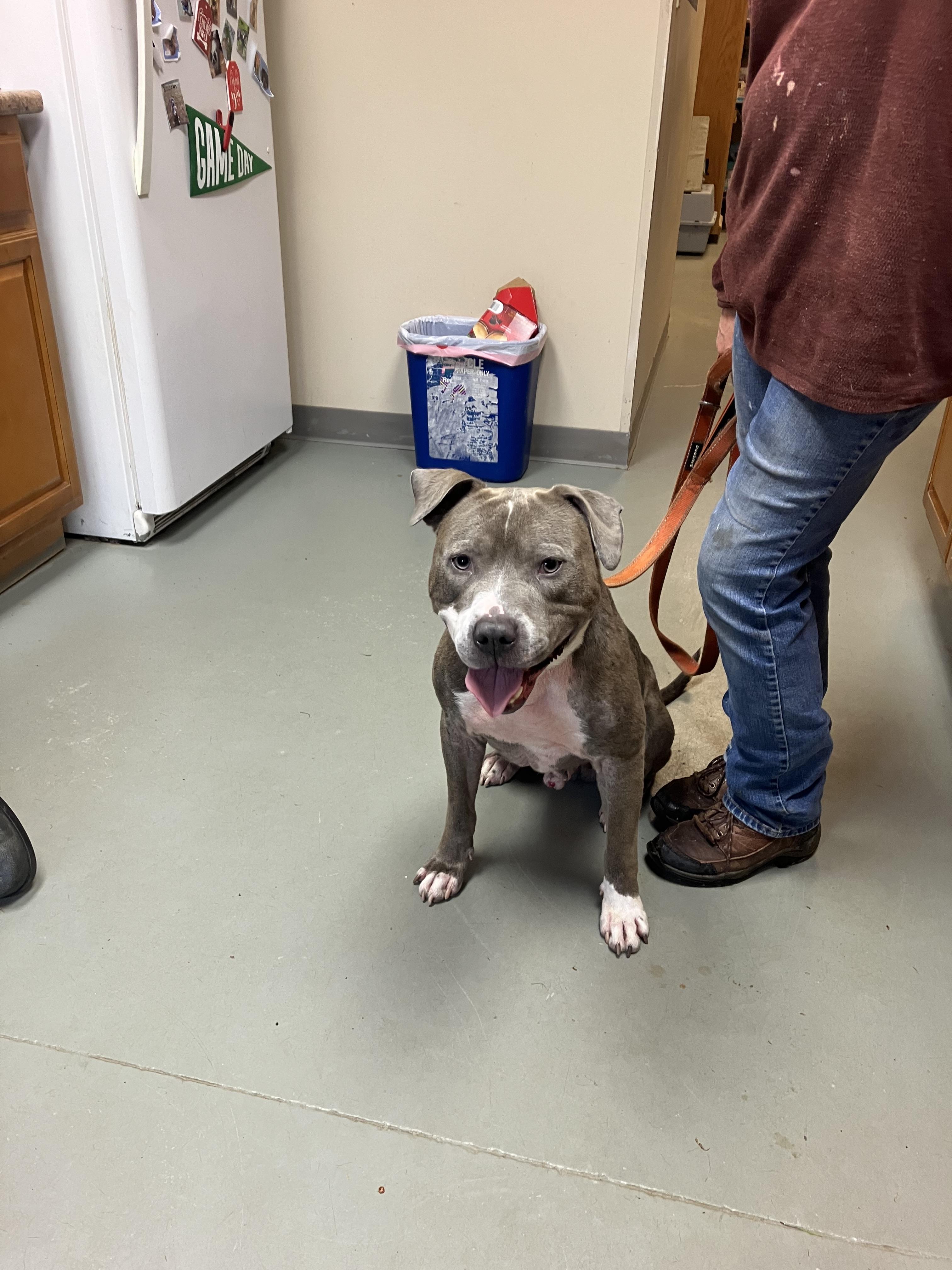 Hank, a Adopted mixed breed in Terryville, CT image 2/6