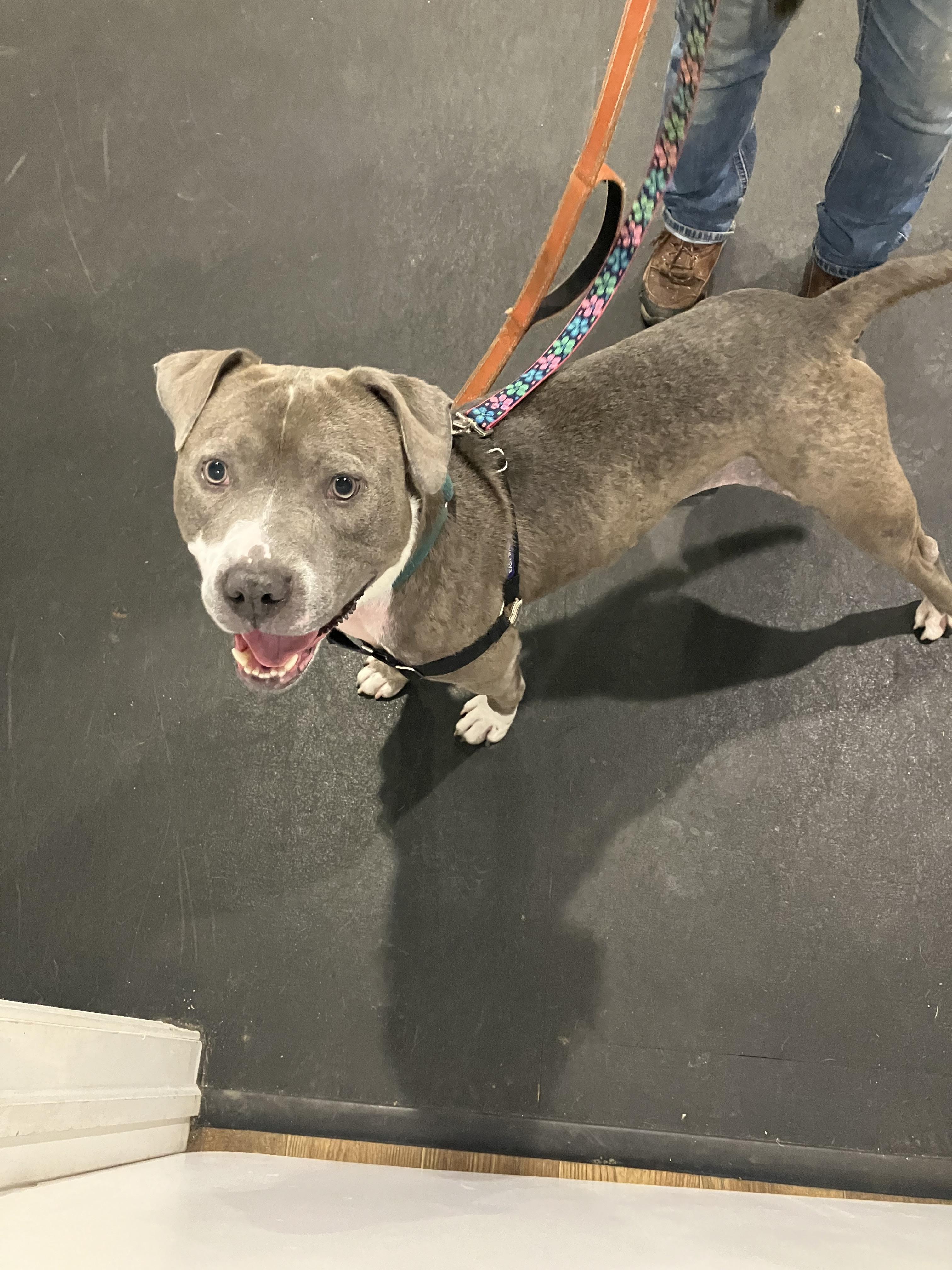 Hank, a Adopted mixed breed in Terryville, CT image 3/6