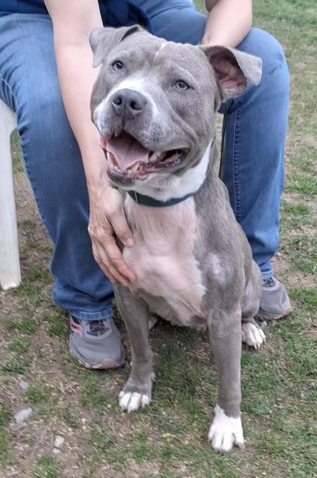 Hank, a Adopted mixed breed in Terryville, CT image 4/6