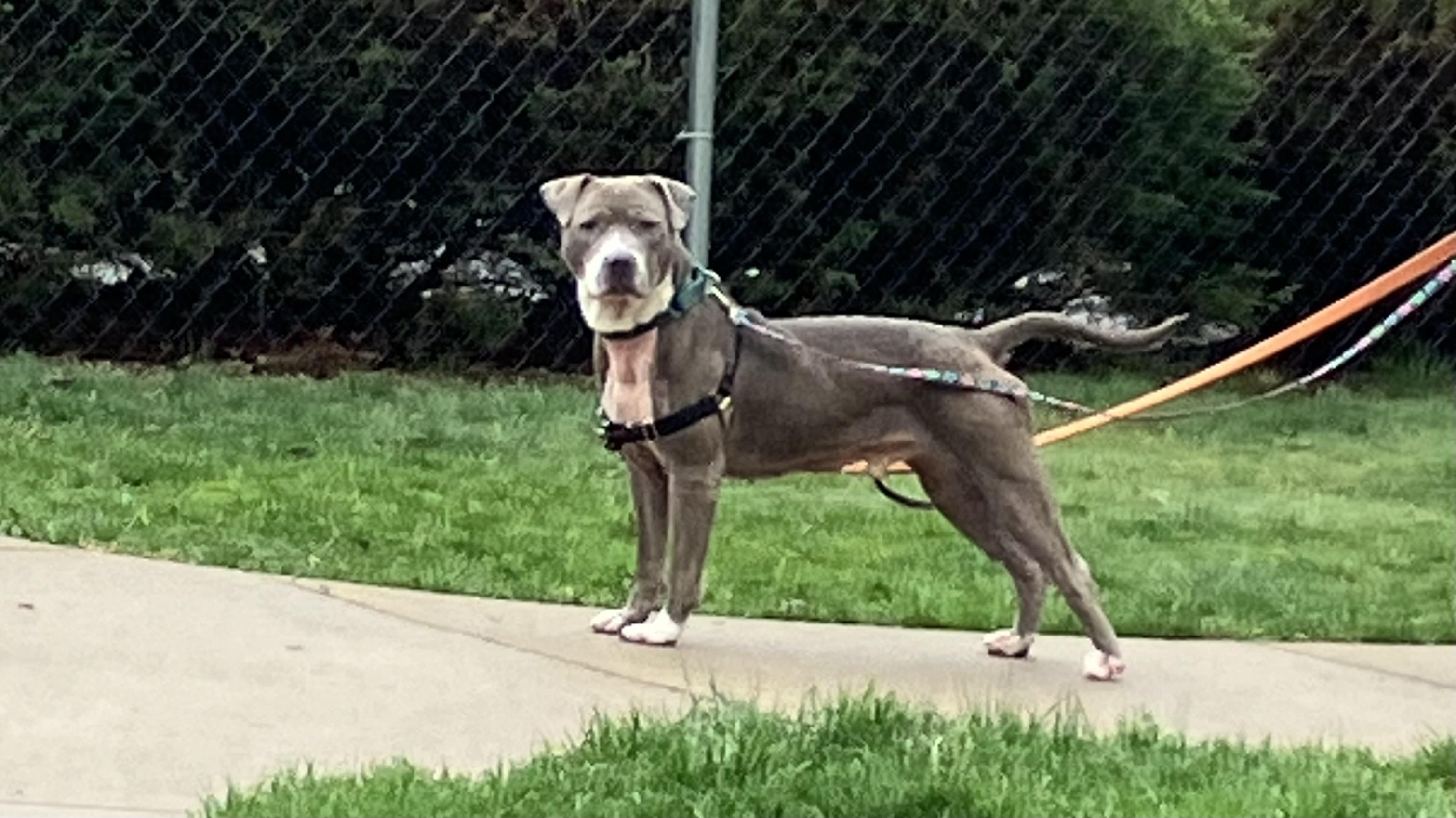 Hank, a Adopted mixed breed in Terryville, CT image 5/6