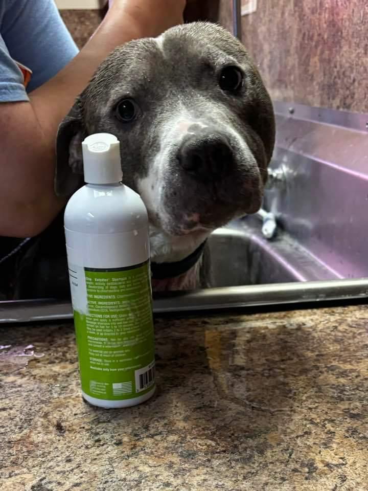 Hank, a Adopted mixed breed in Terryville, CT image 6/6