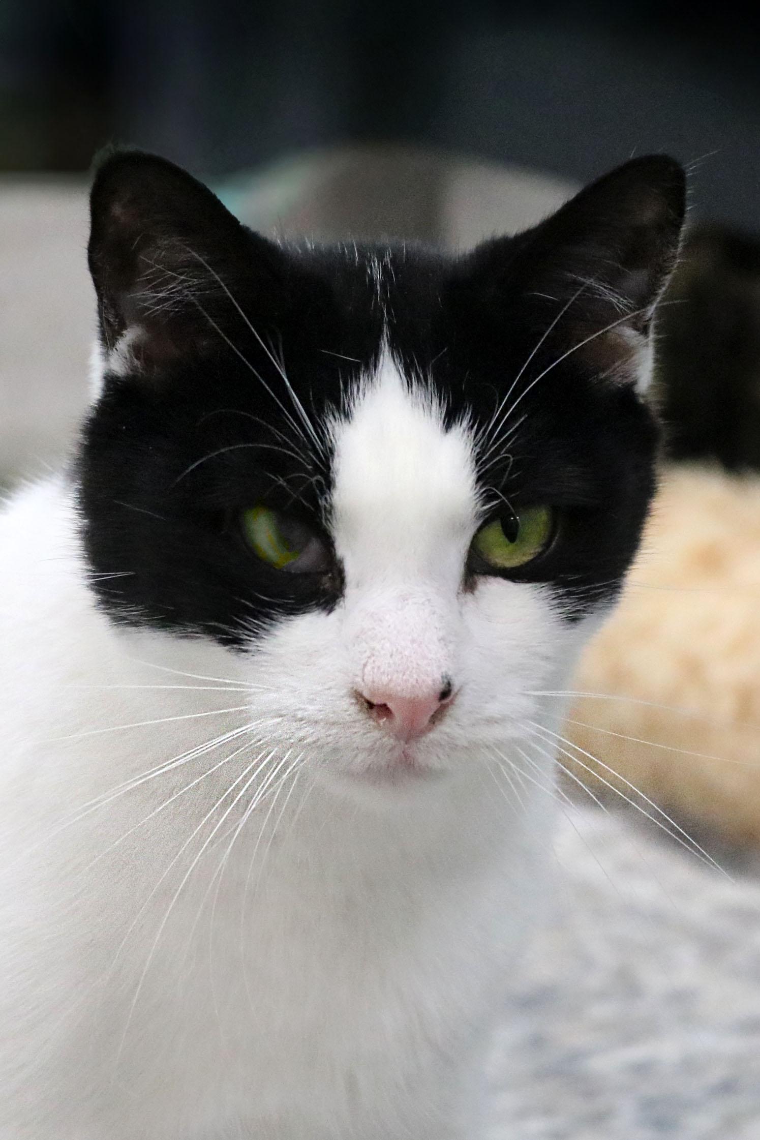 Drew, a Adoptable Domestic Short Hair in Buford, GA image 1/3