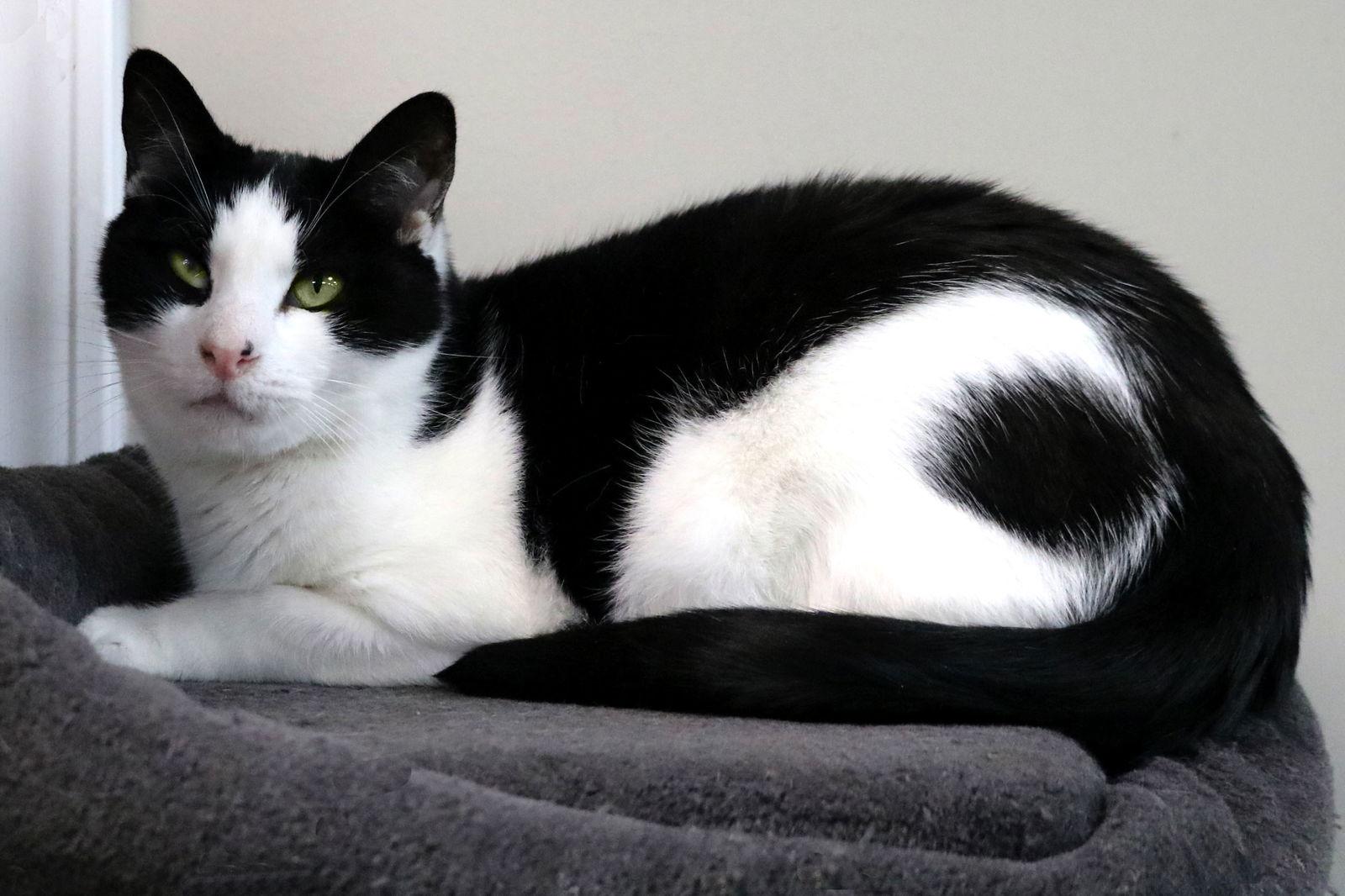 Drew, a Adoptable Domestic Short Hair in Buford, GA image 3/3