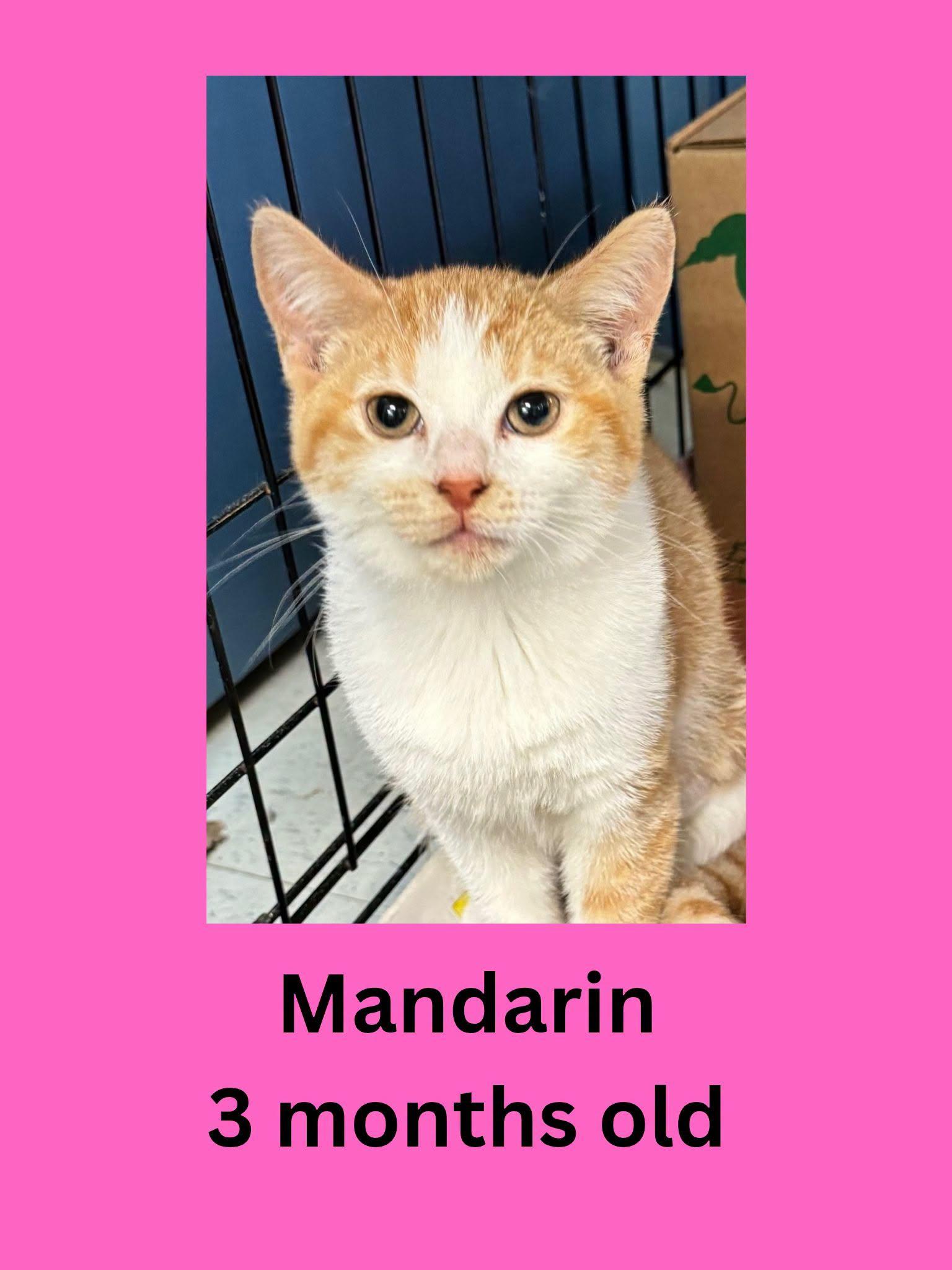 Enlarge Mandarin, a Adopted Domestic Short Hair in Ravenna, OH image 1/1