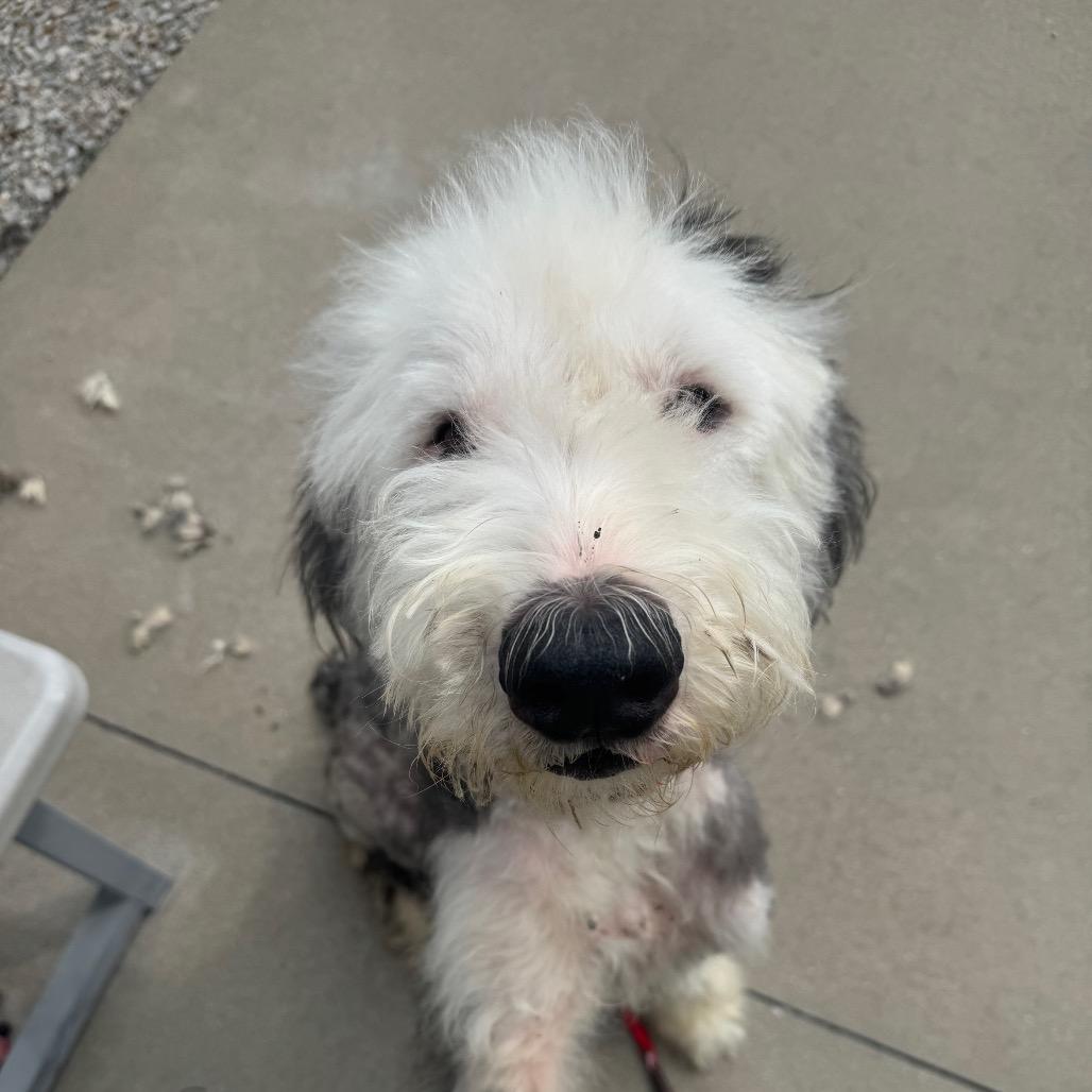 Enlarge Frankie, a Adoptable Standard Poodle in Shelbyville, IL image 1/2