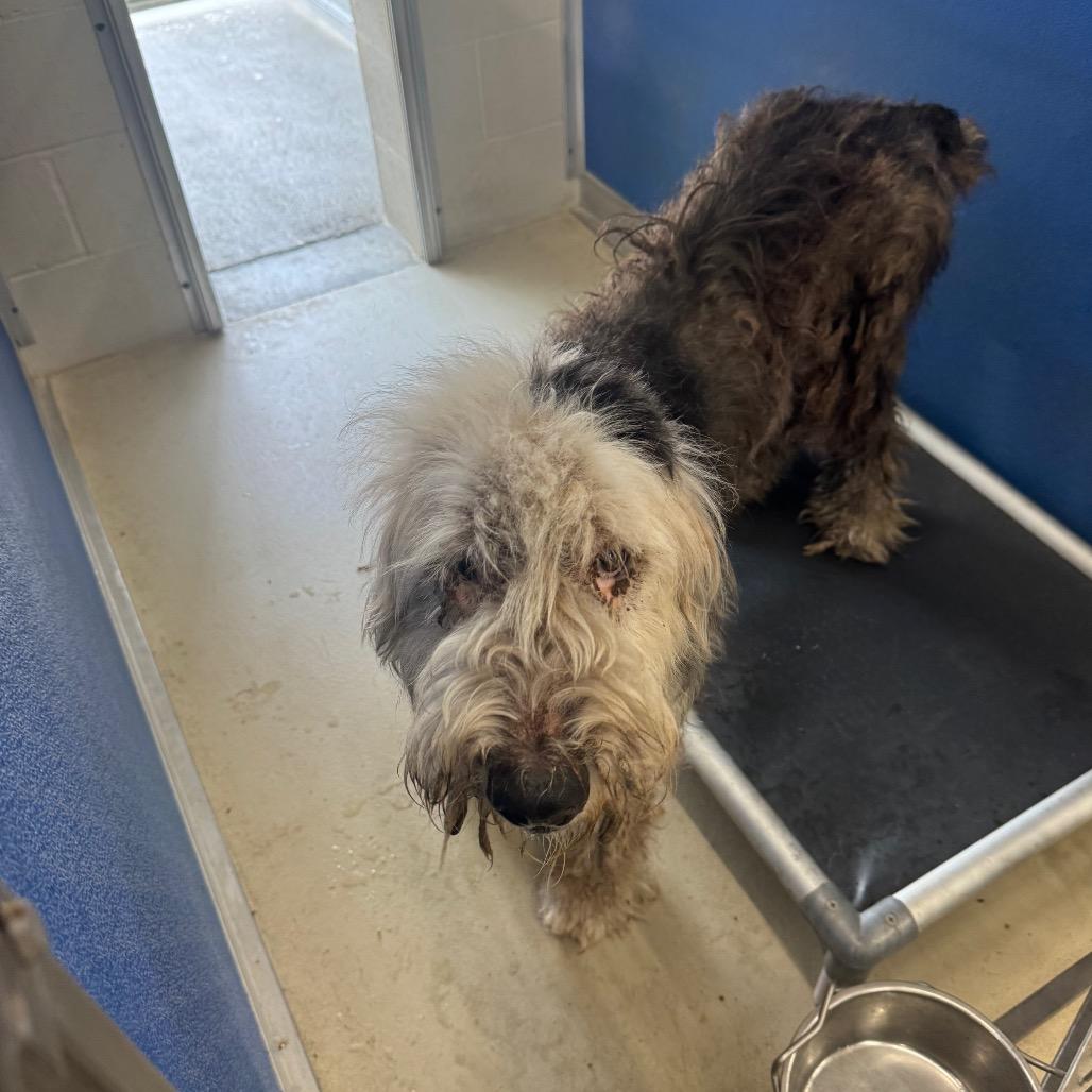 Enlarge Frankie, a Adoptable Standard Poodle in Shelbyville, IL image 2/2
