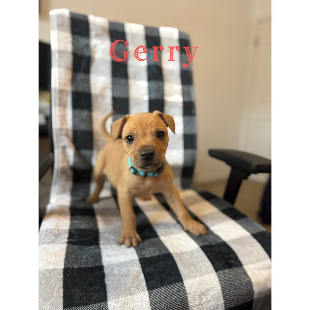 Enlarge Gerry, a Adoptable mixed breed in sun prairie, WI image 1/1