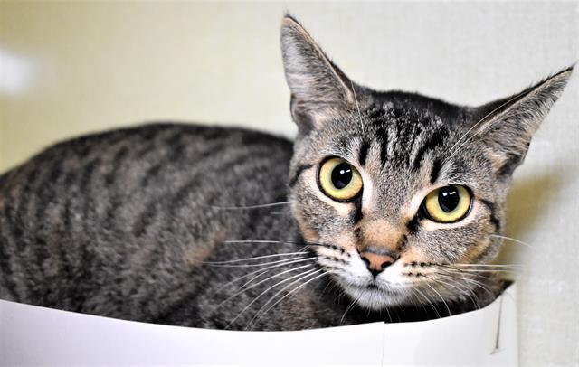 ABBY, Adoptable, Adult Female Domestic Short Hair.