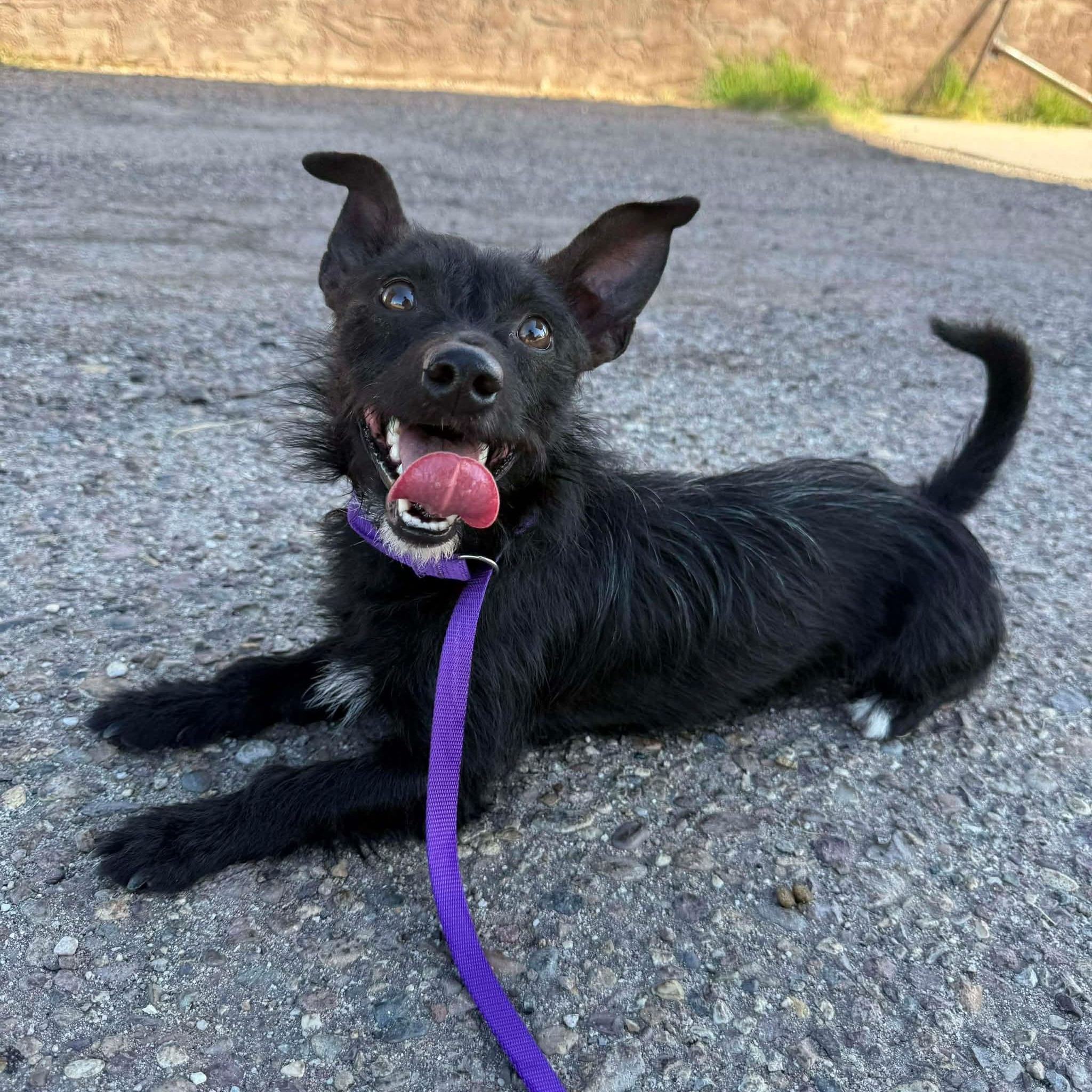 Tommy, Adoptable, Puppy Male Scottish Terrier.