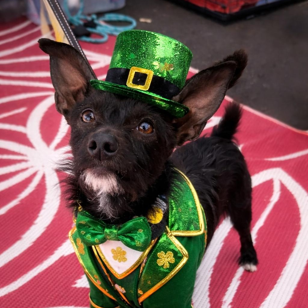 Tommy, Adoptable, Puppy Male Scottish Terrier.