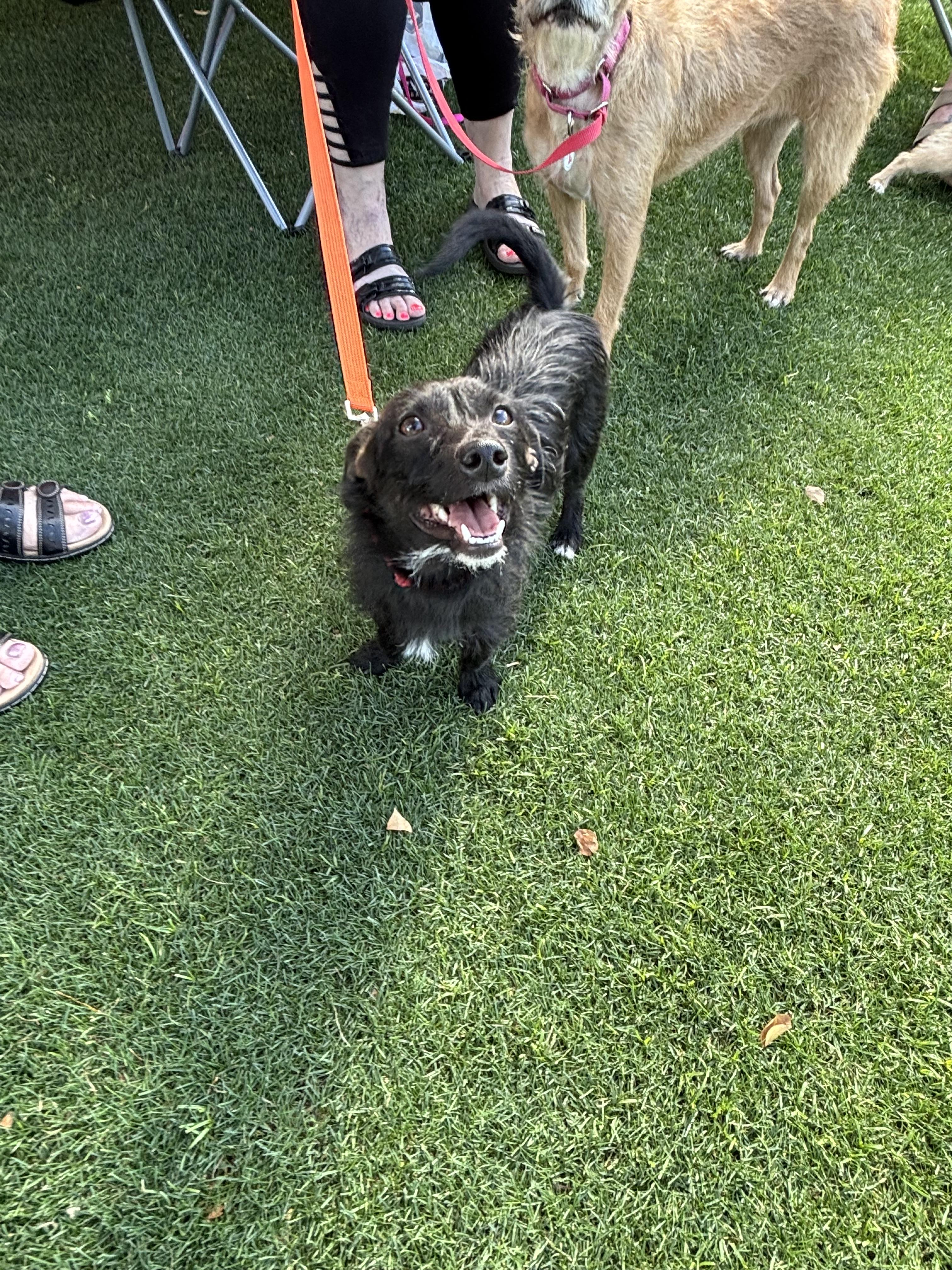 Enlarge Tommy, a Adoptable mixed breed in Phoenix, AZ image 6/6