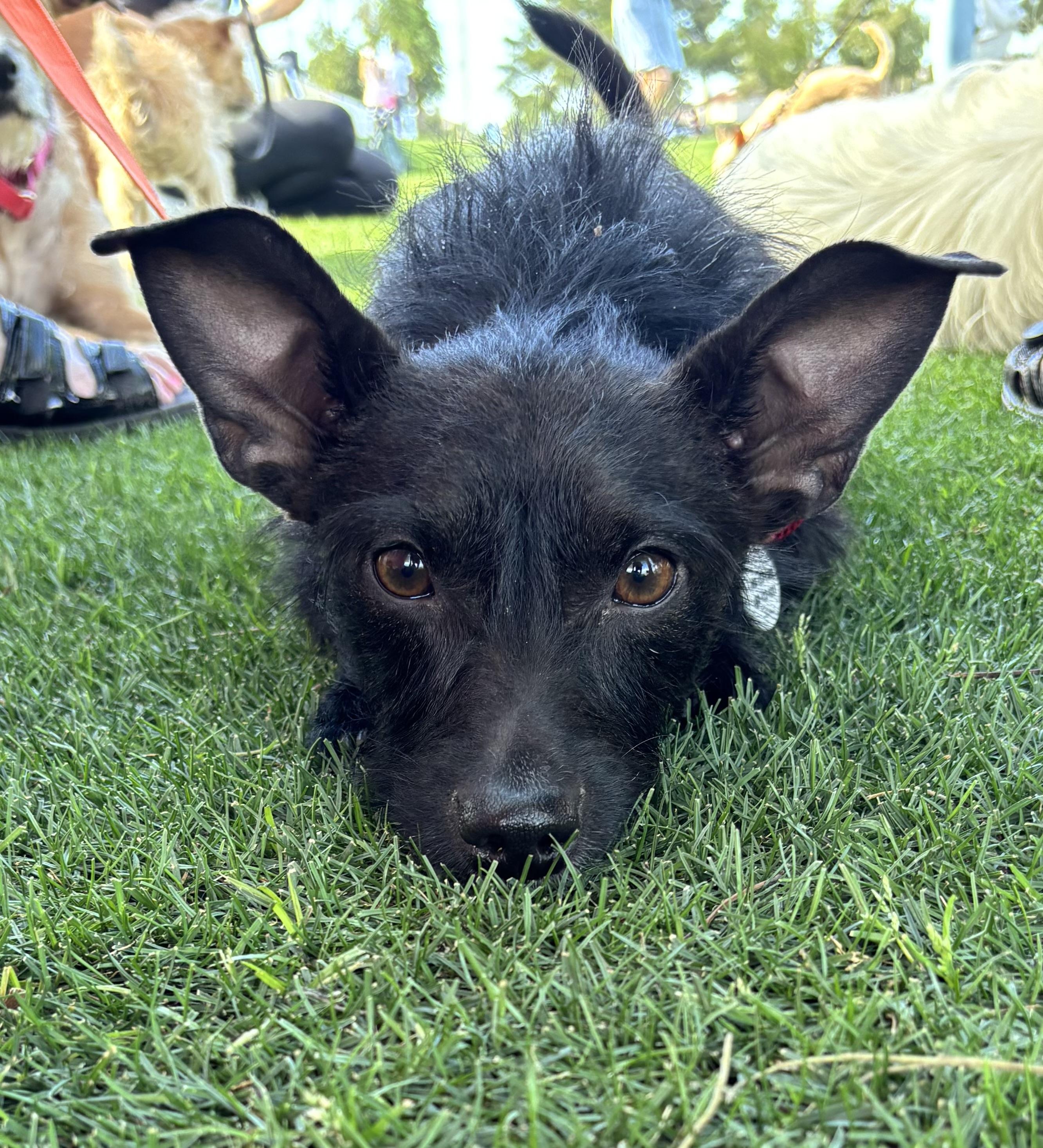 Enlarge Tommy, a Adoptable mixed breed in Phoenix, AZ image 5/6