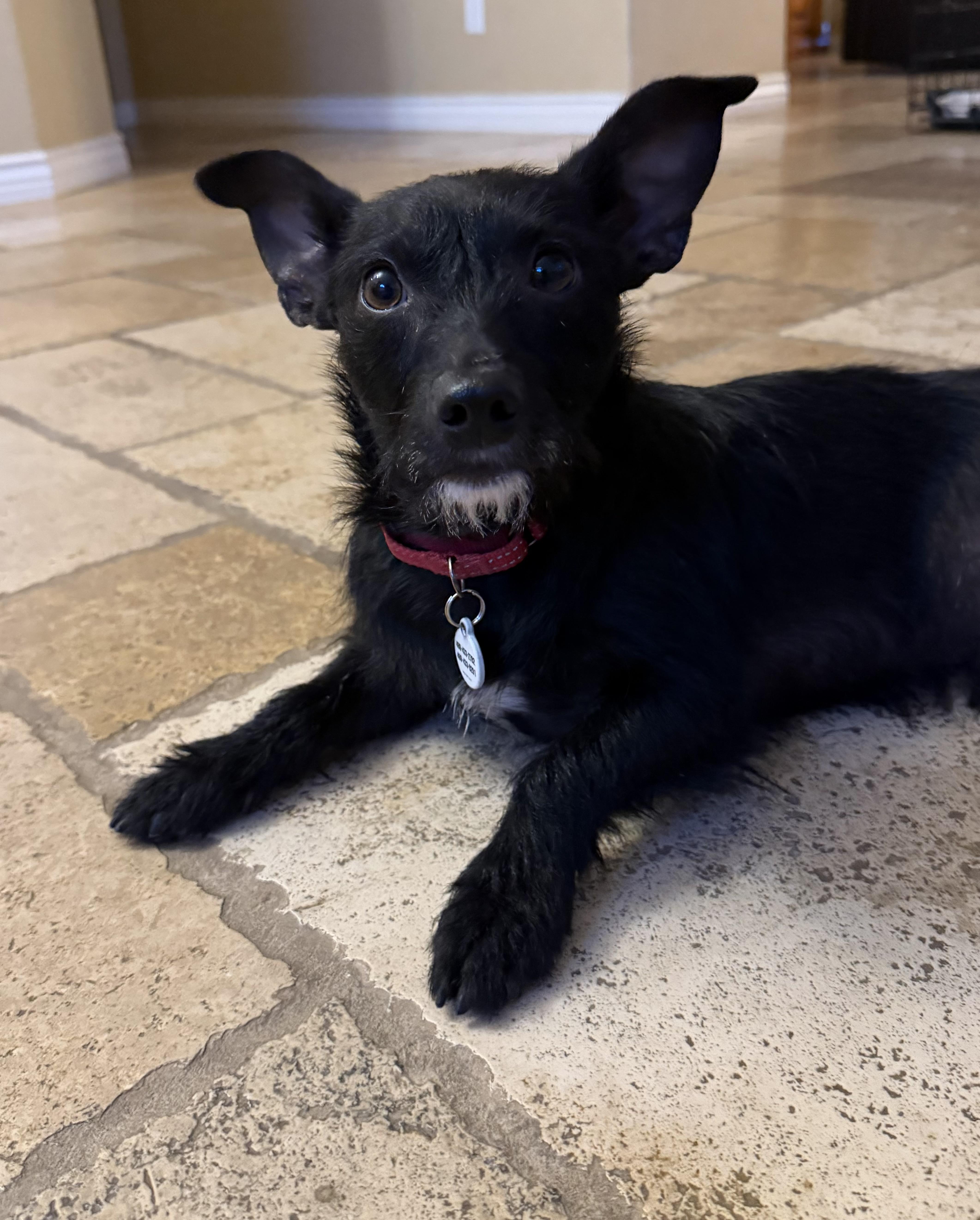 Enlarge Tommy, a Adoptable mixed breed in Phoenix, AZ image 1/5