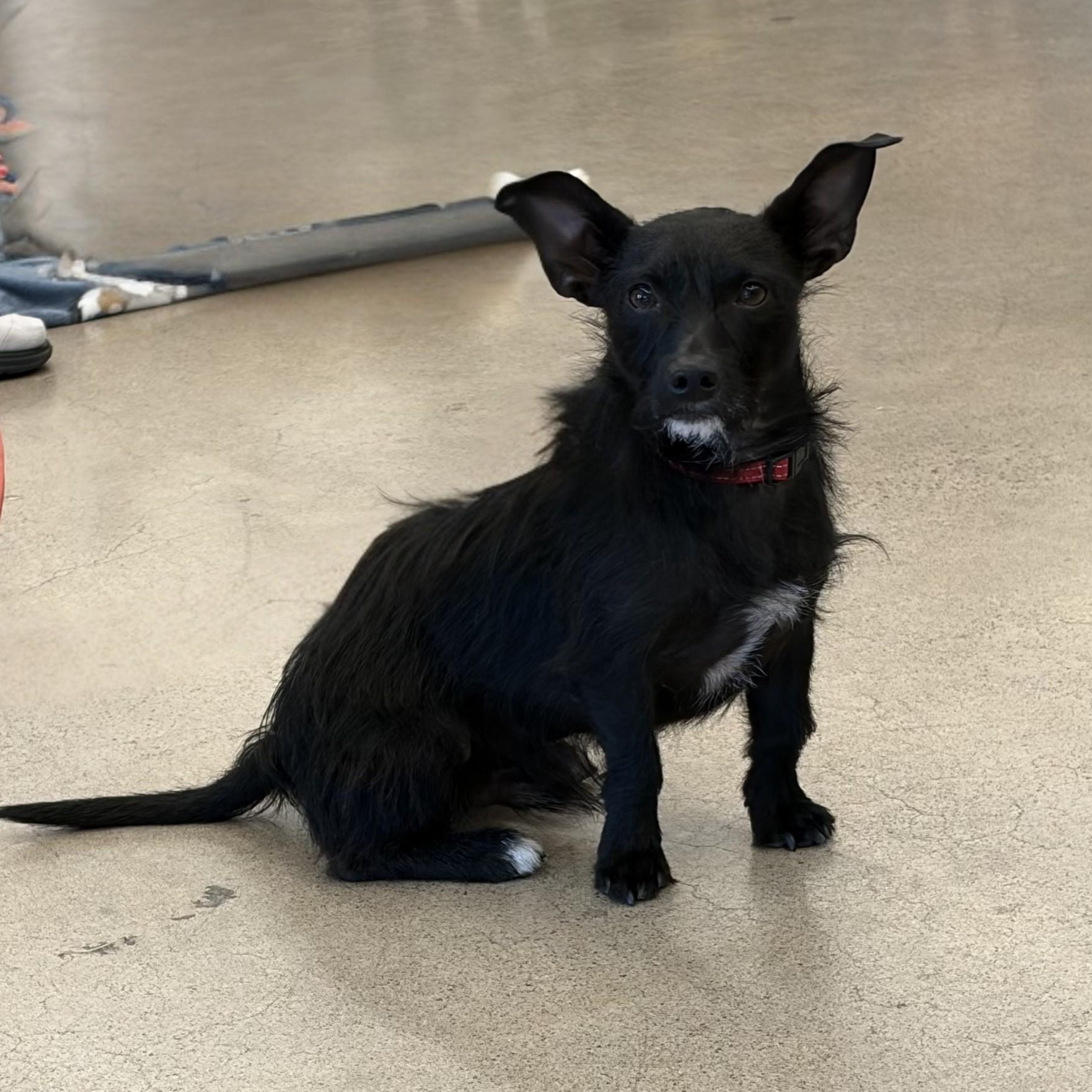 Tommy, a Adoptable mixed breed in Phoenix, AZ image 5/5