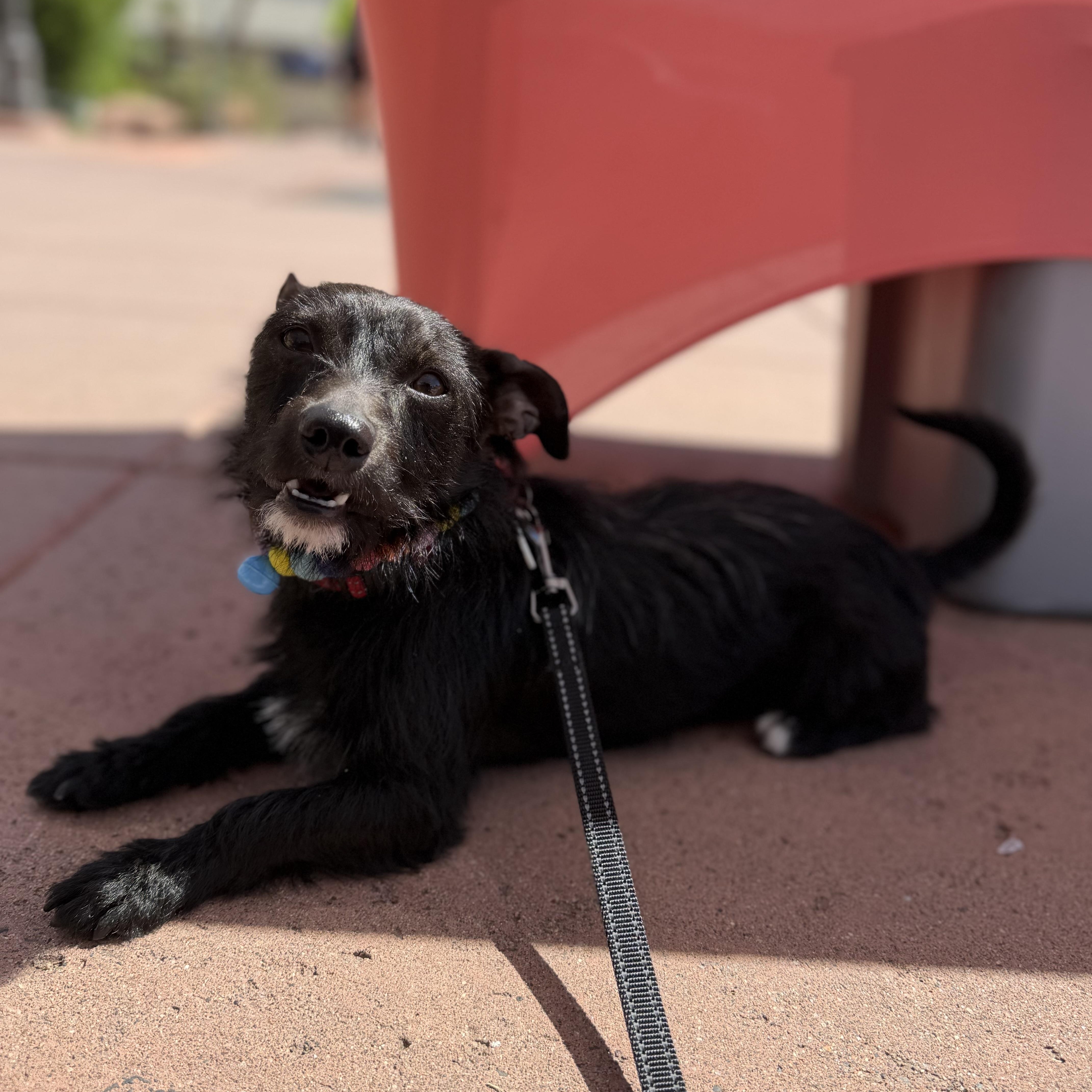 Enlarge Tommy, a Adoptable mixed breed in Phoenix, AZ image 4/6