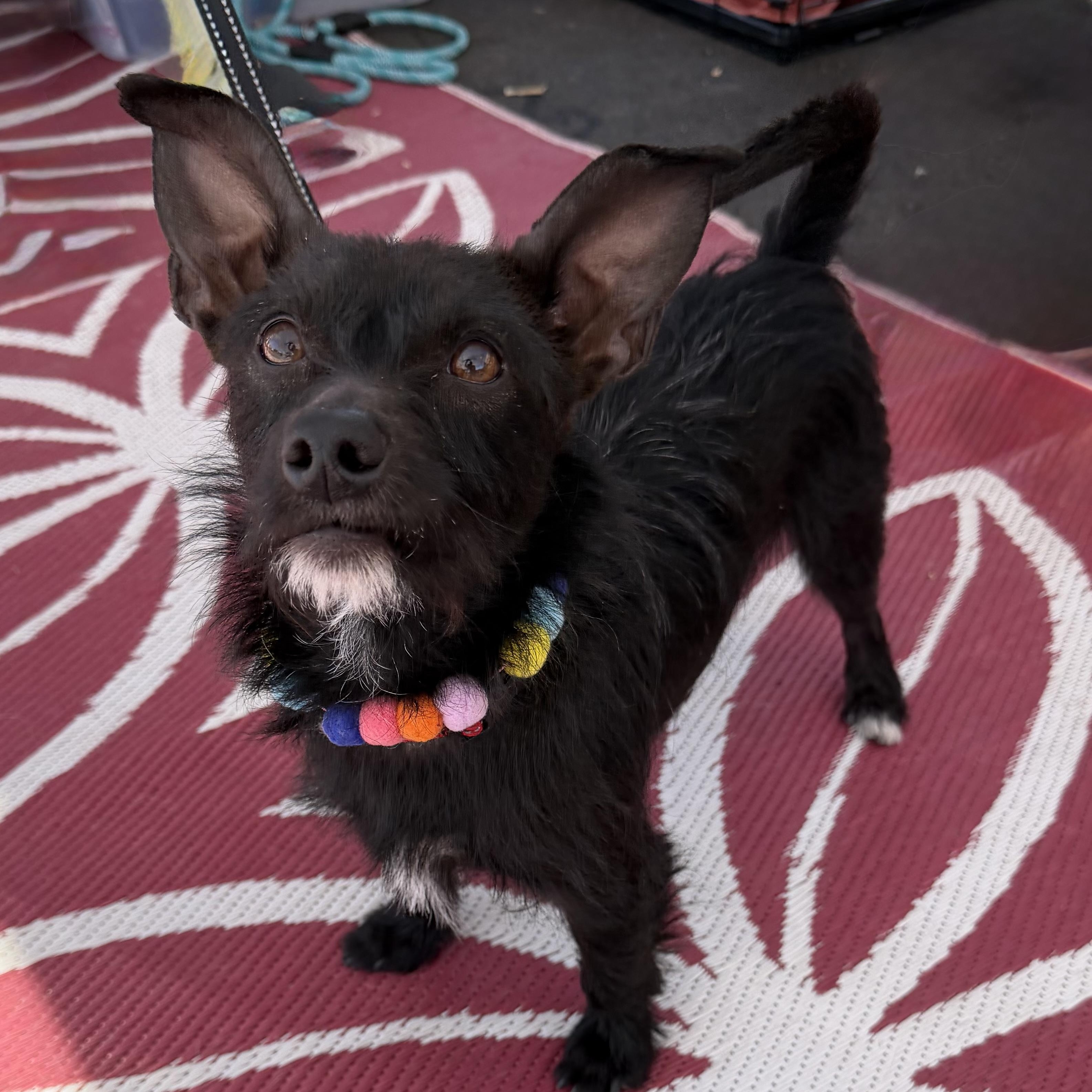 Enlarge Tommy, a Adoptable mixed breed in Phoenix, AZ image 1/6