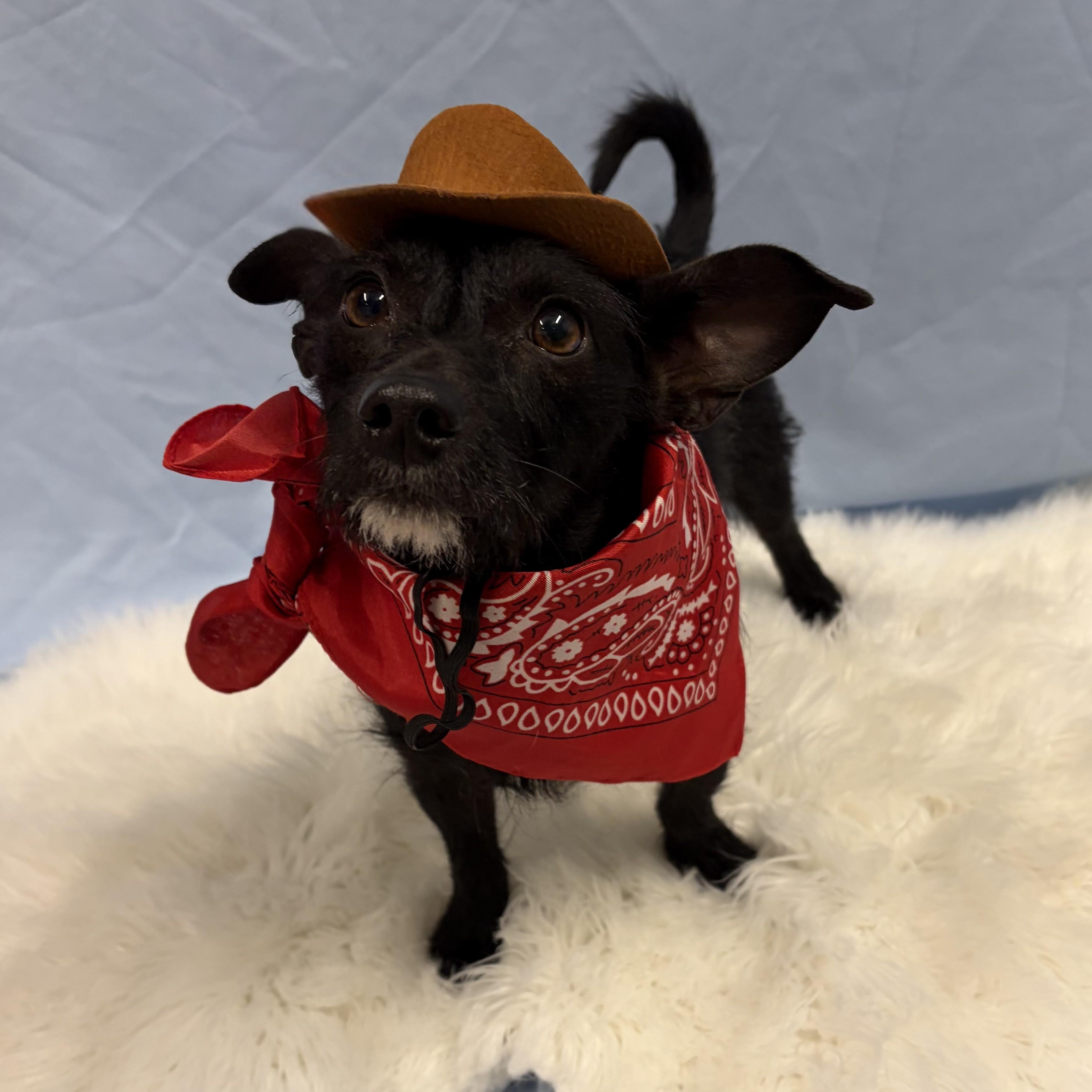 Tommy, Adoptable, Puppy Male Scottish Terrier.