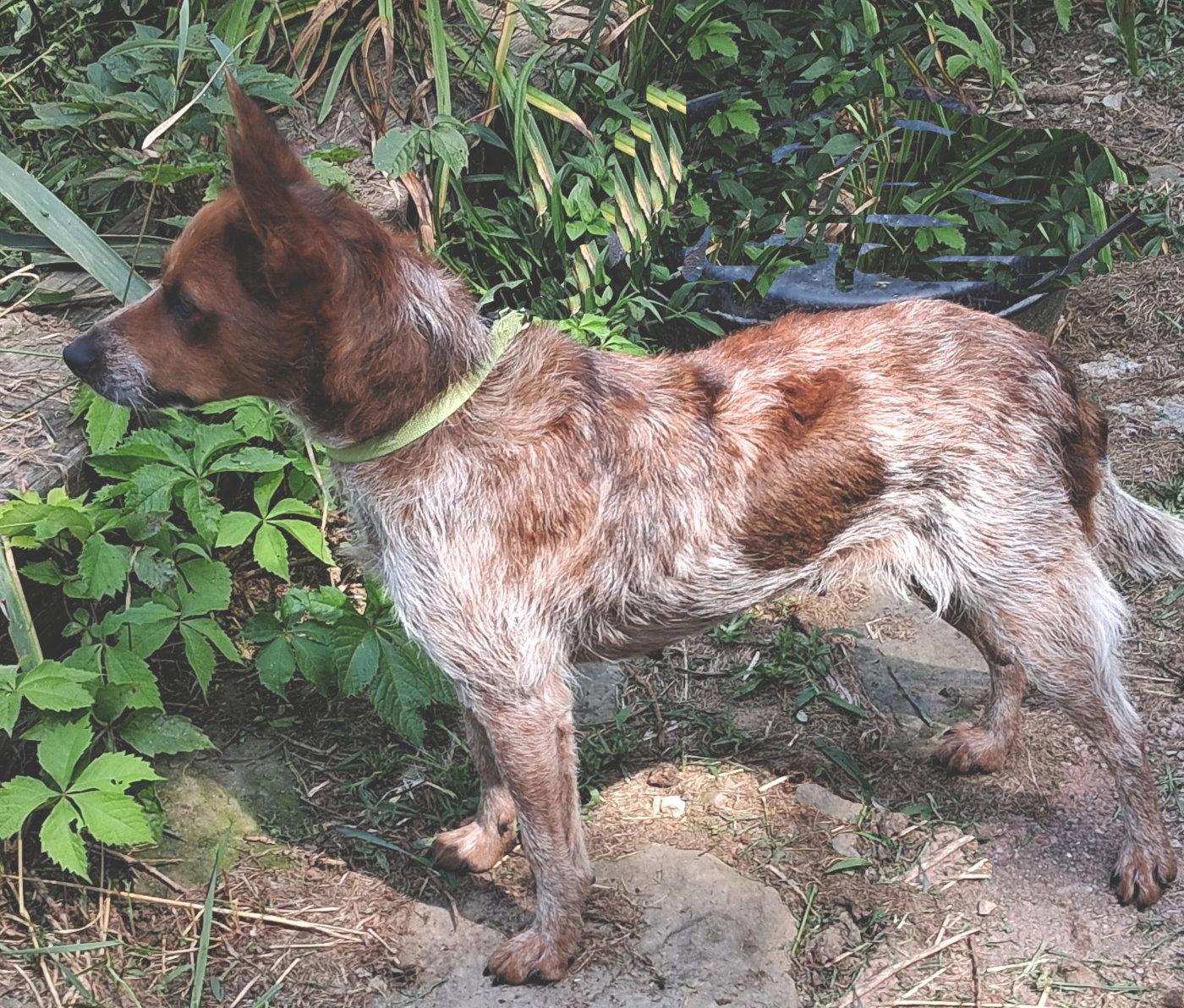 Enlarge Ruby, a Adopted Australian Cattle Dog / Blue Heeler in Mcconnelsville, OH image 1/3