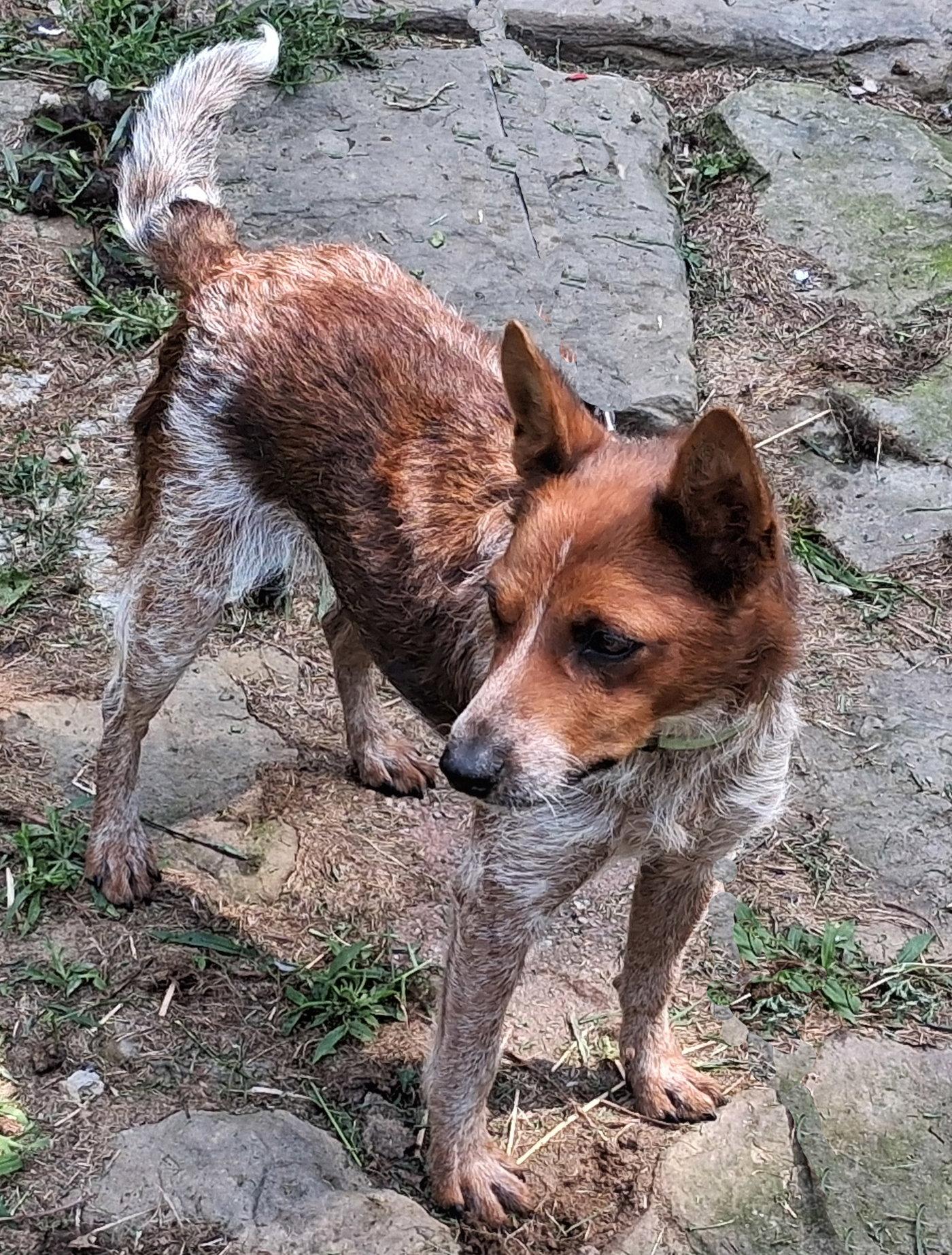 Enlarge Ruby, a Adopted Australian Cattle Dog / Blue Heeler in Mcconnelsville, OH image 2/3