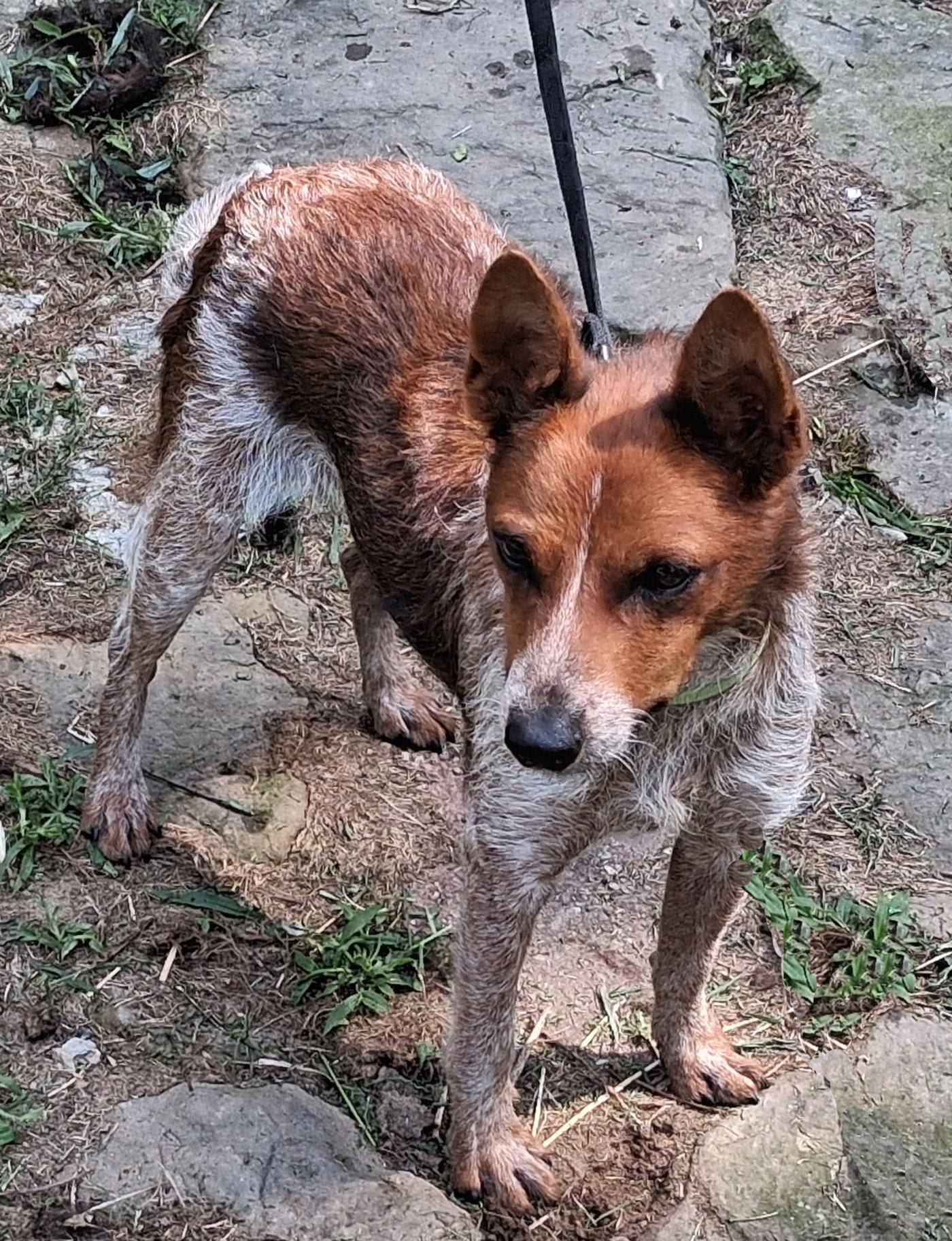Enlarge Ruby, a Adopted Australian Cattle Dog / Blue Heeler in Mcconnelsville, OH image 3/3