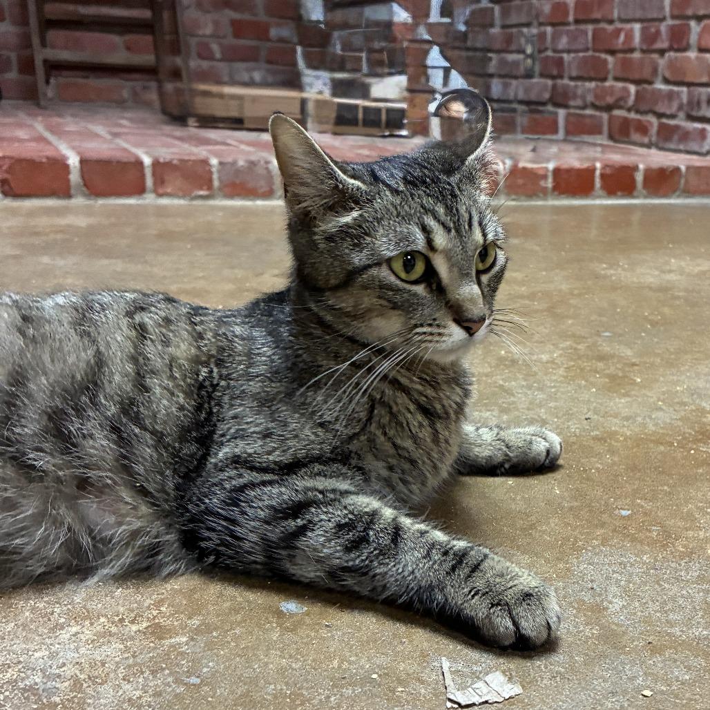 Latte, Adoptable, Young Female American Shorthair.