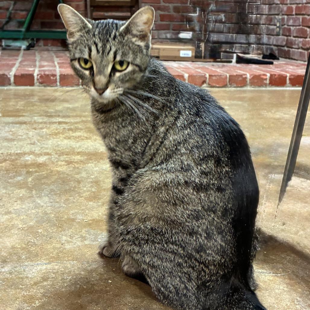 Latte, a Adoptable American Shorthair in Ponca City, OK image 2/4