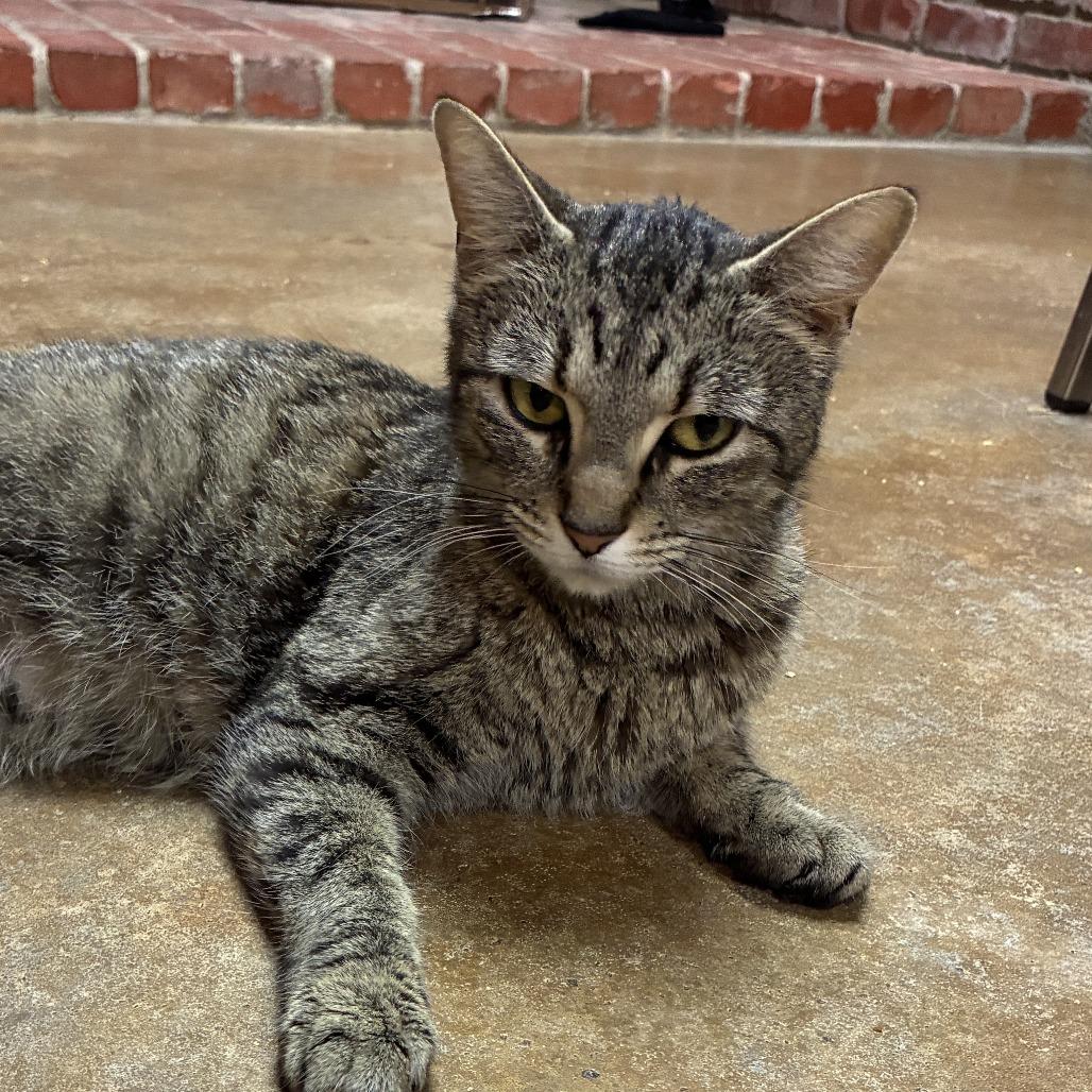 Latte, a Adoptable American Shorthair in Ponca City, OK image 3/4
