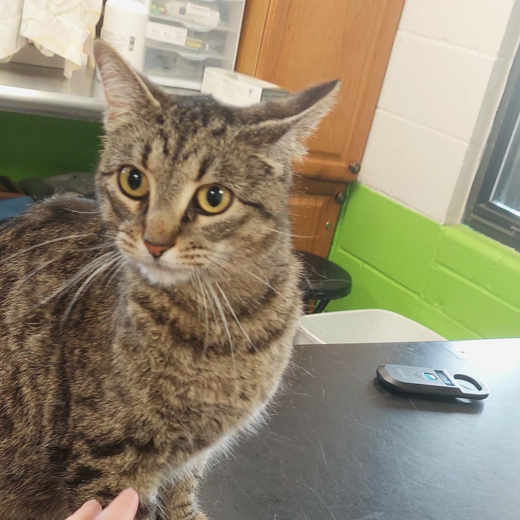 Latte, a Adoptable American Shorthair in Ponca City, OK image 4/4