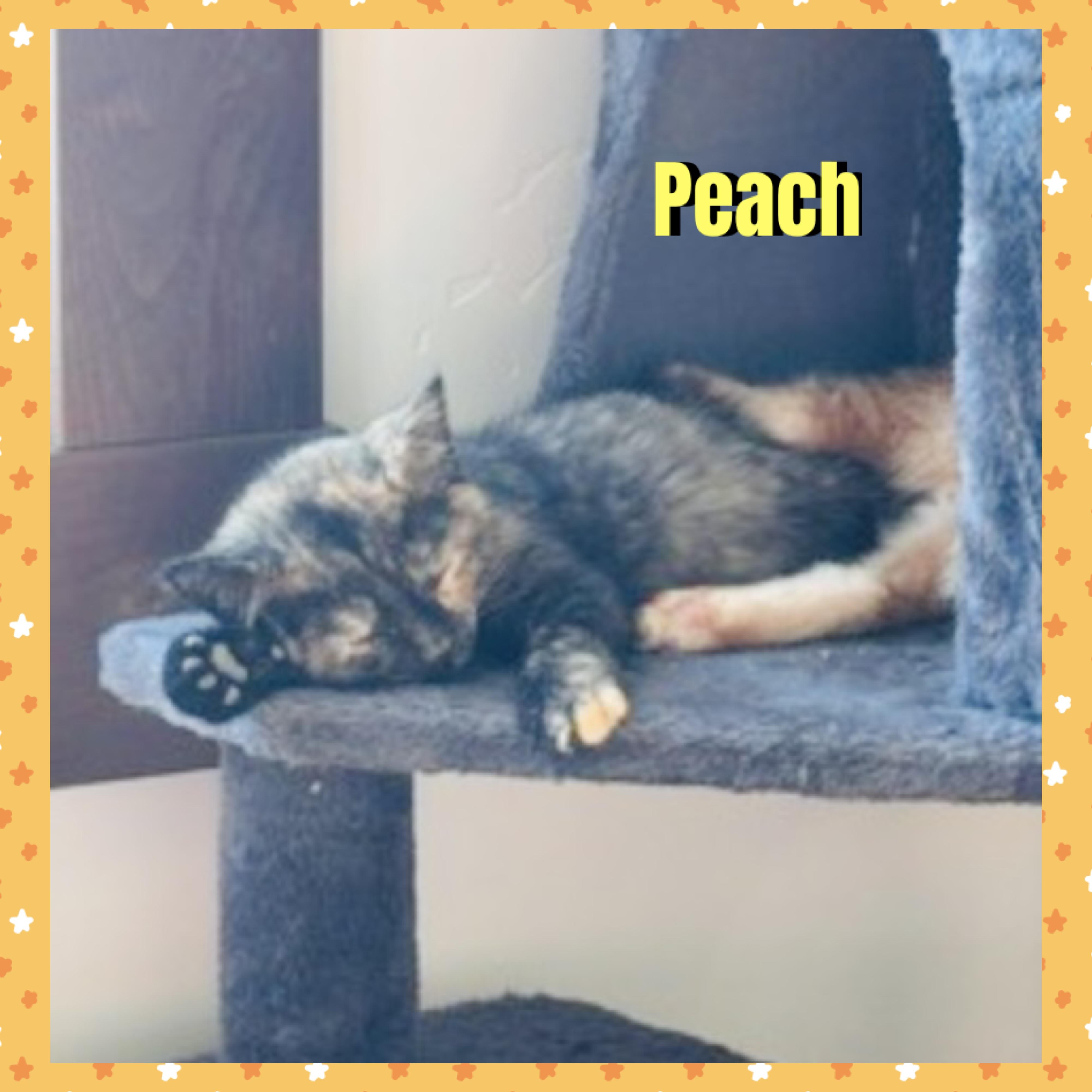 Enlarge Peach, a Adopted mixed breed in Red Lodge, MT image 3/3