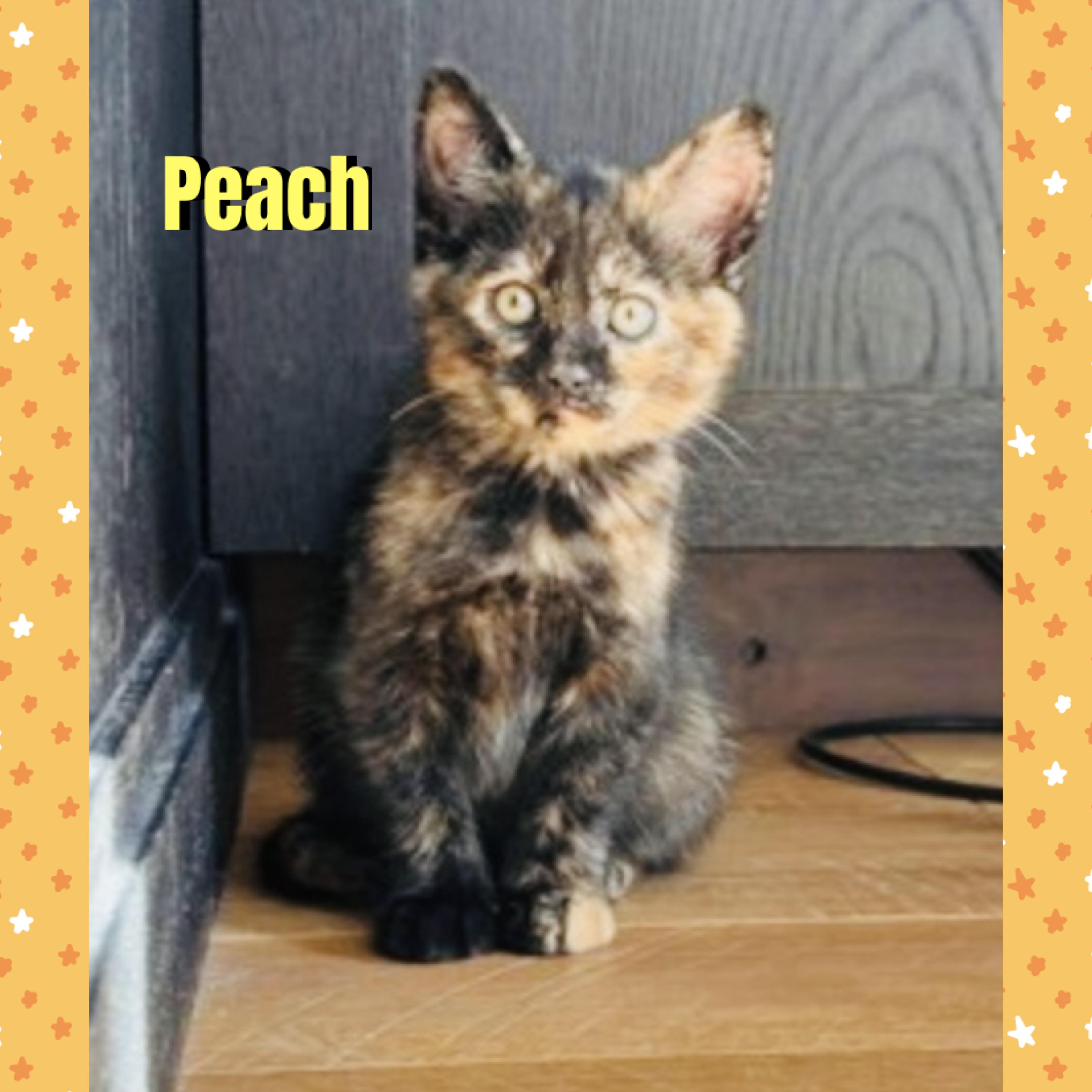 Enlarge Peach, a Adopted mixed breed in Red Lodge, MT image 1/3