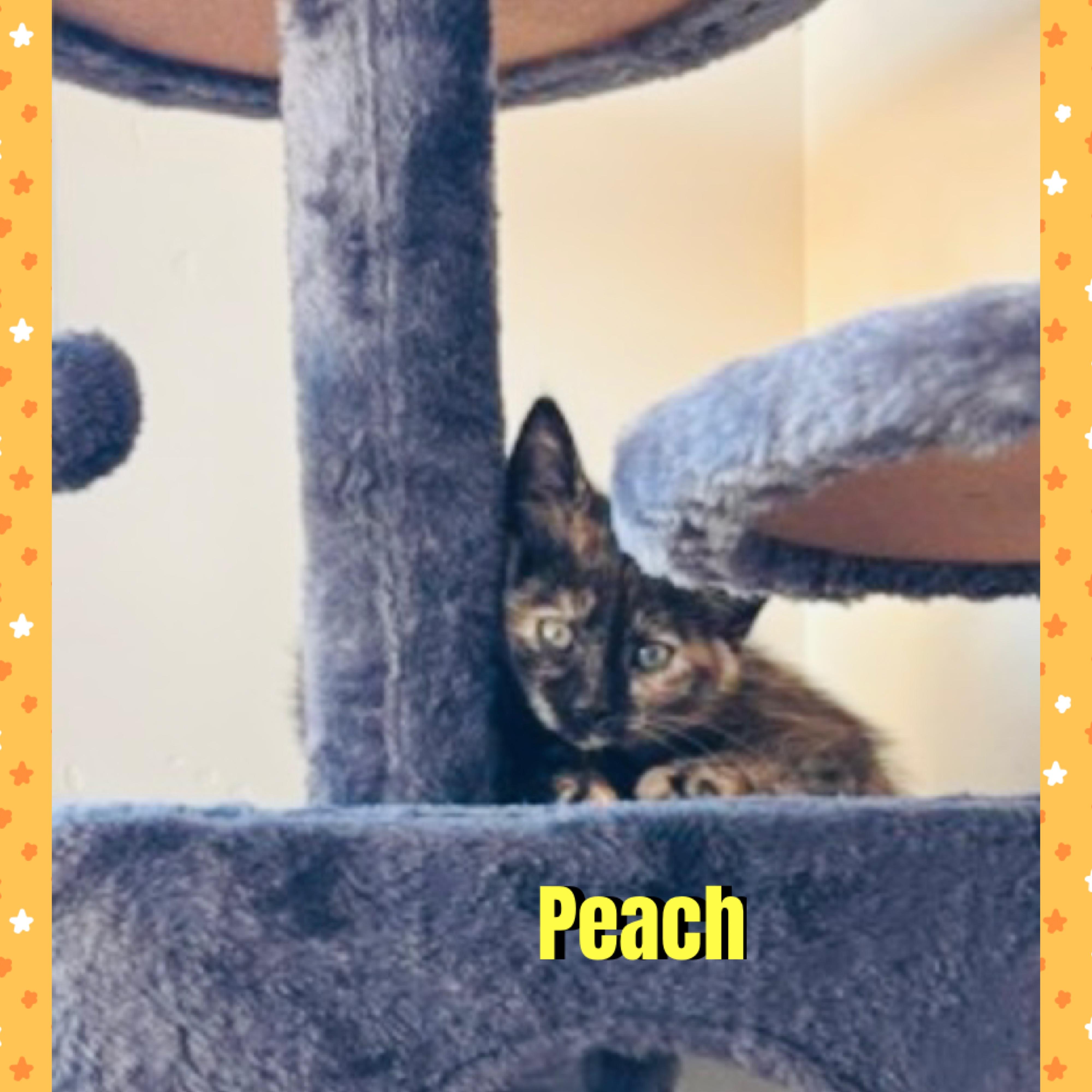 Enlarge Peach, a Adopted mixed breed in Red Lodge, MT image 2/3