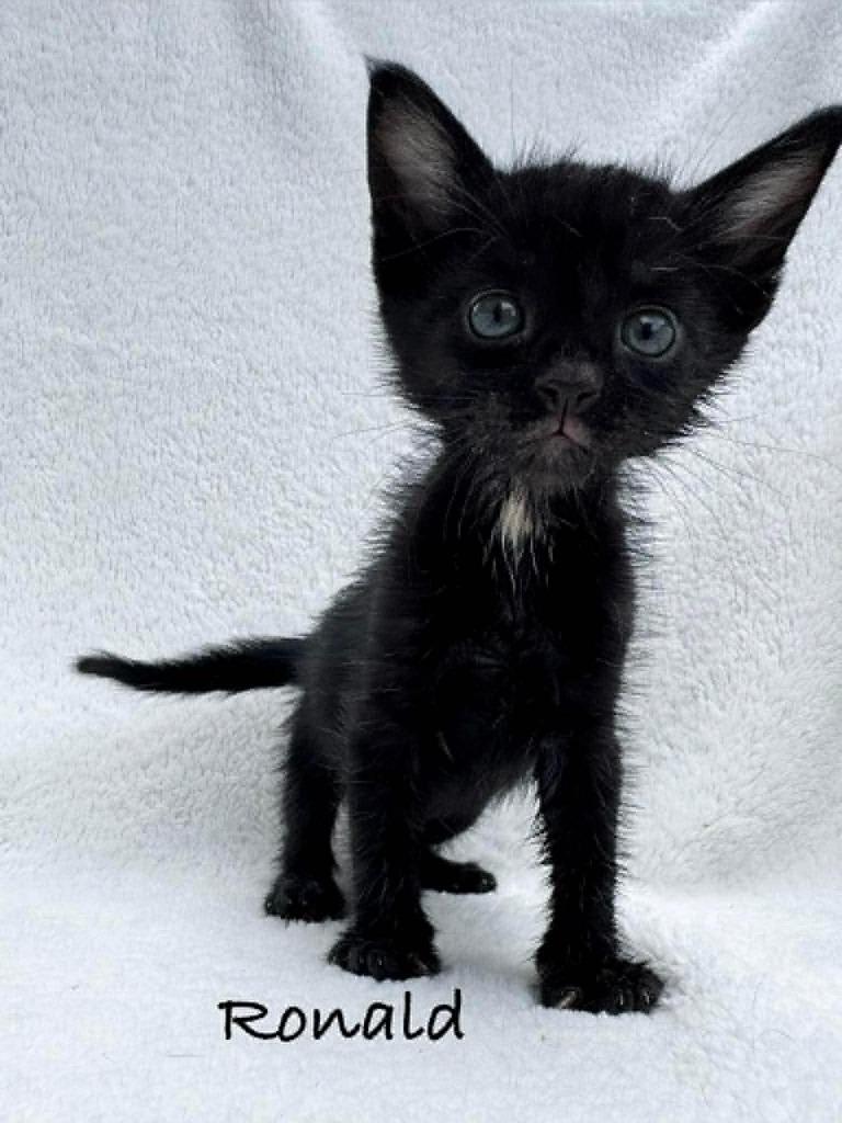 Ronald, Adoptable, Kitten Male Domestic Short Hair.