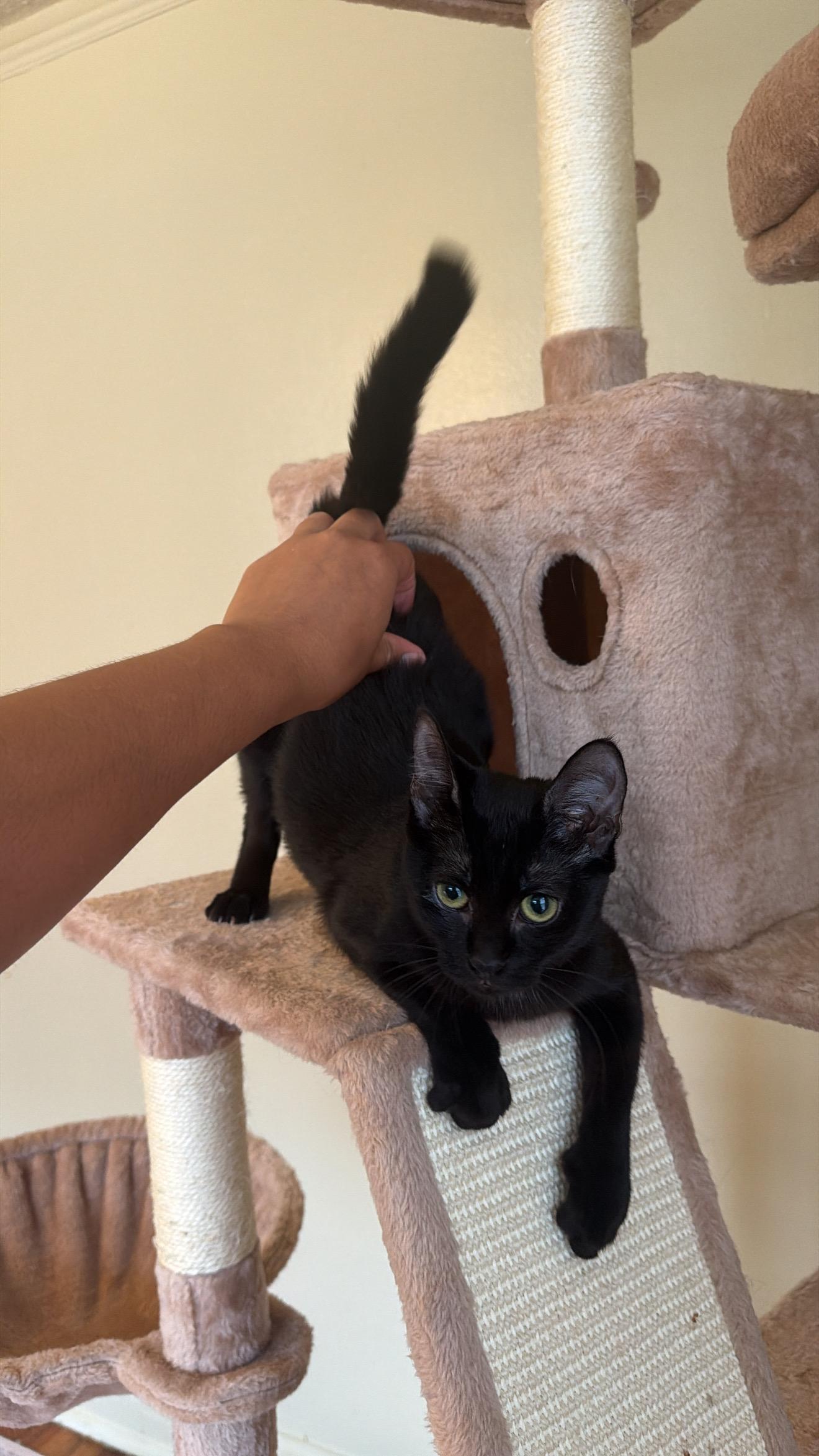 Enlarge DOLLY, a ADOPTABLE Domestic Short Hair in New York, NY image 3/3