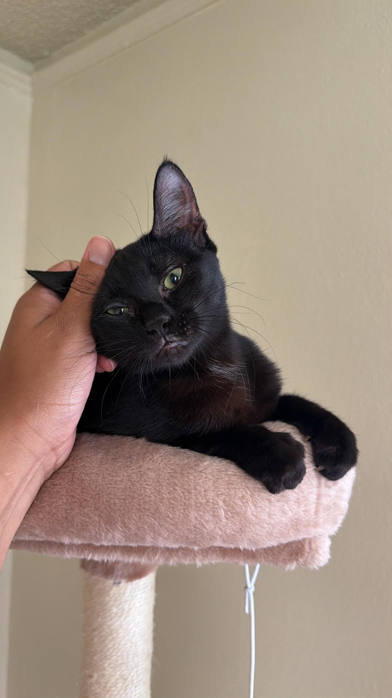 Enlarge DOLLY, a ADOPTABLE Domestic Short Hair in New York, NY image 2/3