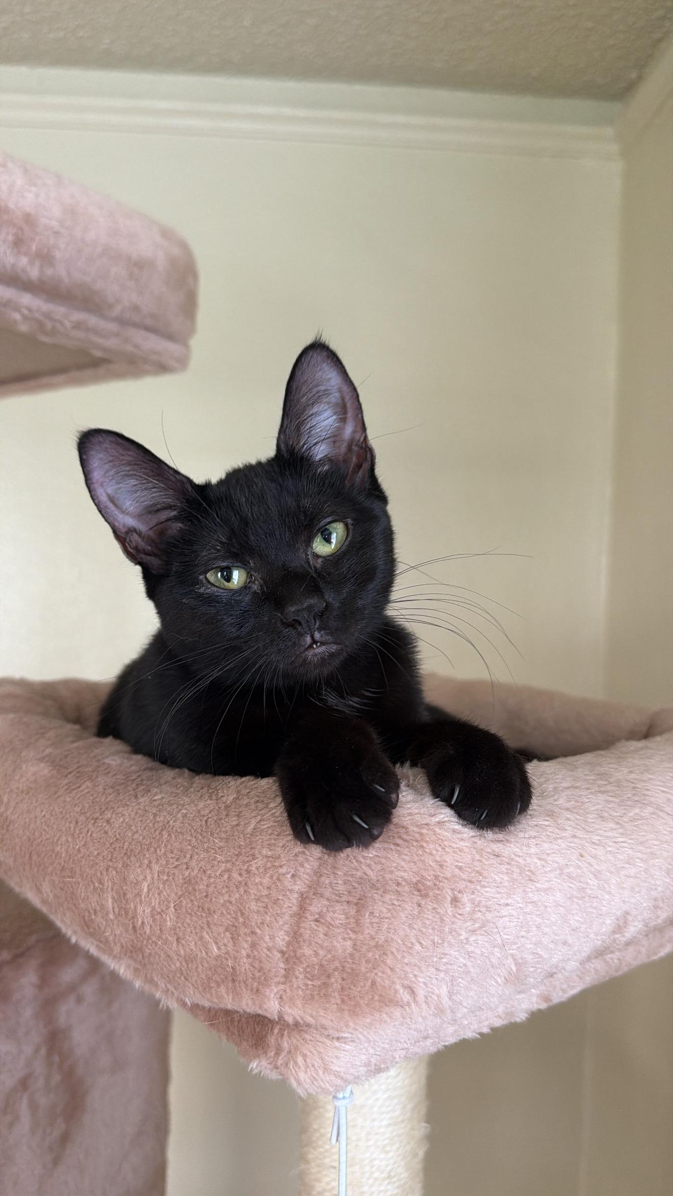 DOLLY, ADOPTABLE, Kitten Female Domestic Short Hair.