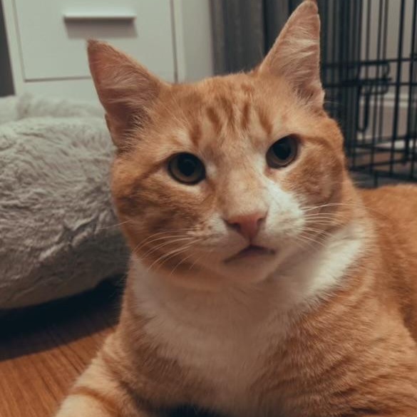 Enlarge Pacino, a ADOPTABLE American Shorthair in Brooklyn, NY image 3/3