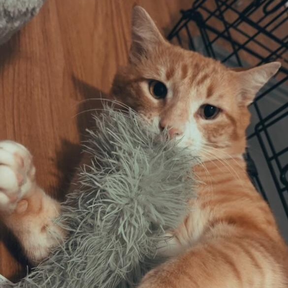 Enlarge Pacino, a ADOPTABLE American Shorthair in Brooklyn, NY image 2/3