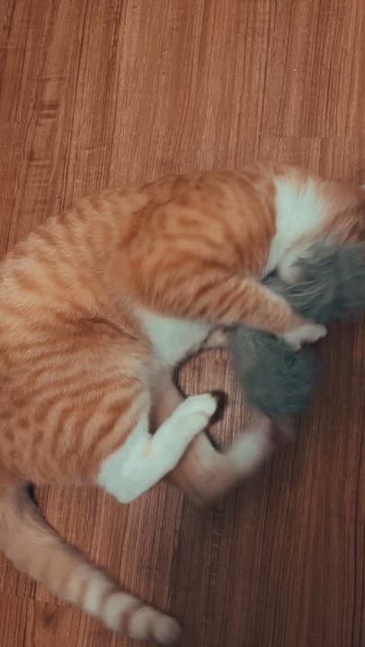 Enlarge Pacino, a ADOPTABLE American Shorthair in Brooklyn, NY video 1/3