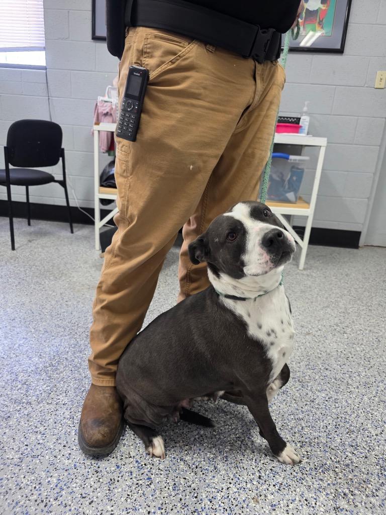 Enlarge Oreo, a Adoptable mixed breed in Holbrook, AZ image 1/1