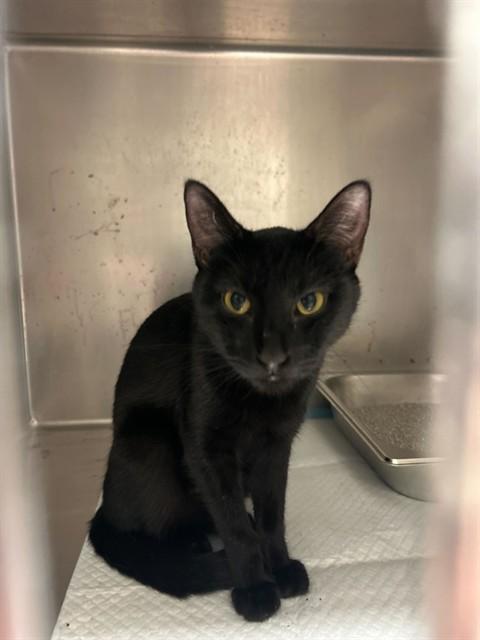 DAISY, Adoptable, Young Female Domestic Short Hair.