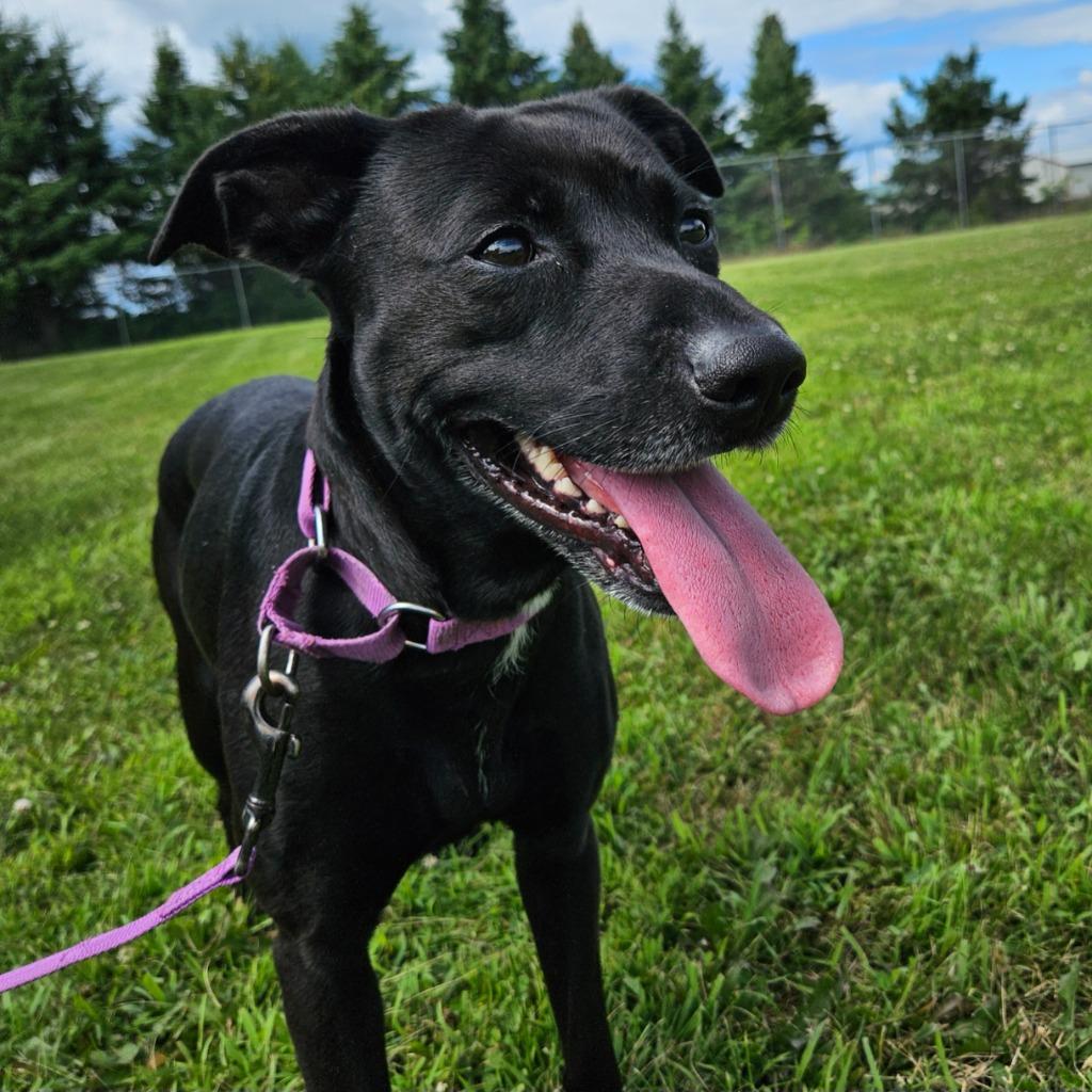 Riley Rose, Adoptable, Adult Female Cattle Dog & Terrier.