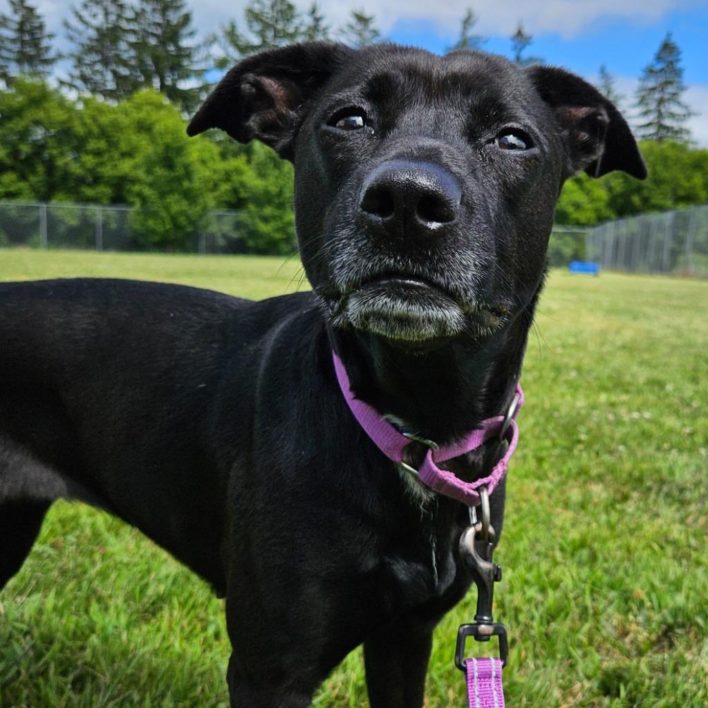 Riley Rose, a Adoptable mixed breed in Barron, WI image 2/5