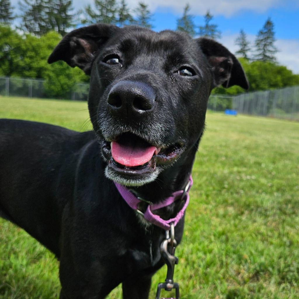 Riley Rose, a Adoptable mixed breed in Barron, WI image 3/5