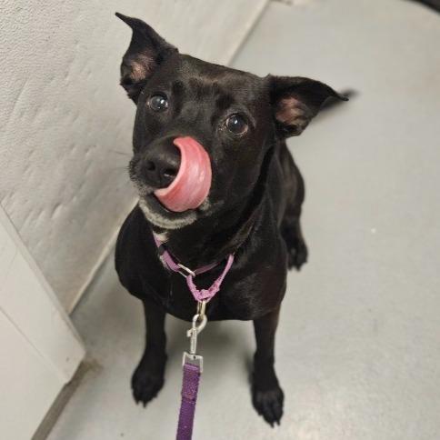 Riley Rose, a Adoptable mixed breed in Barron, WI image 4/5