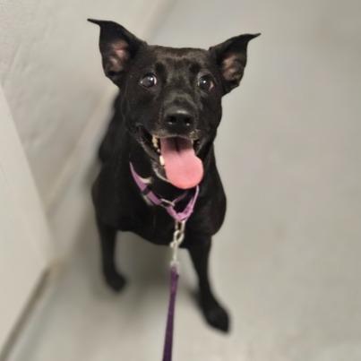 Riley Rose, a Adoptable mixed breed in Barron, WI image 5/5